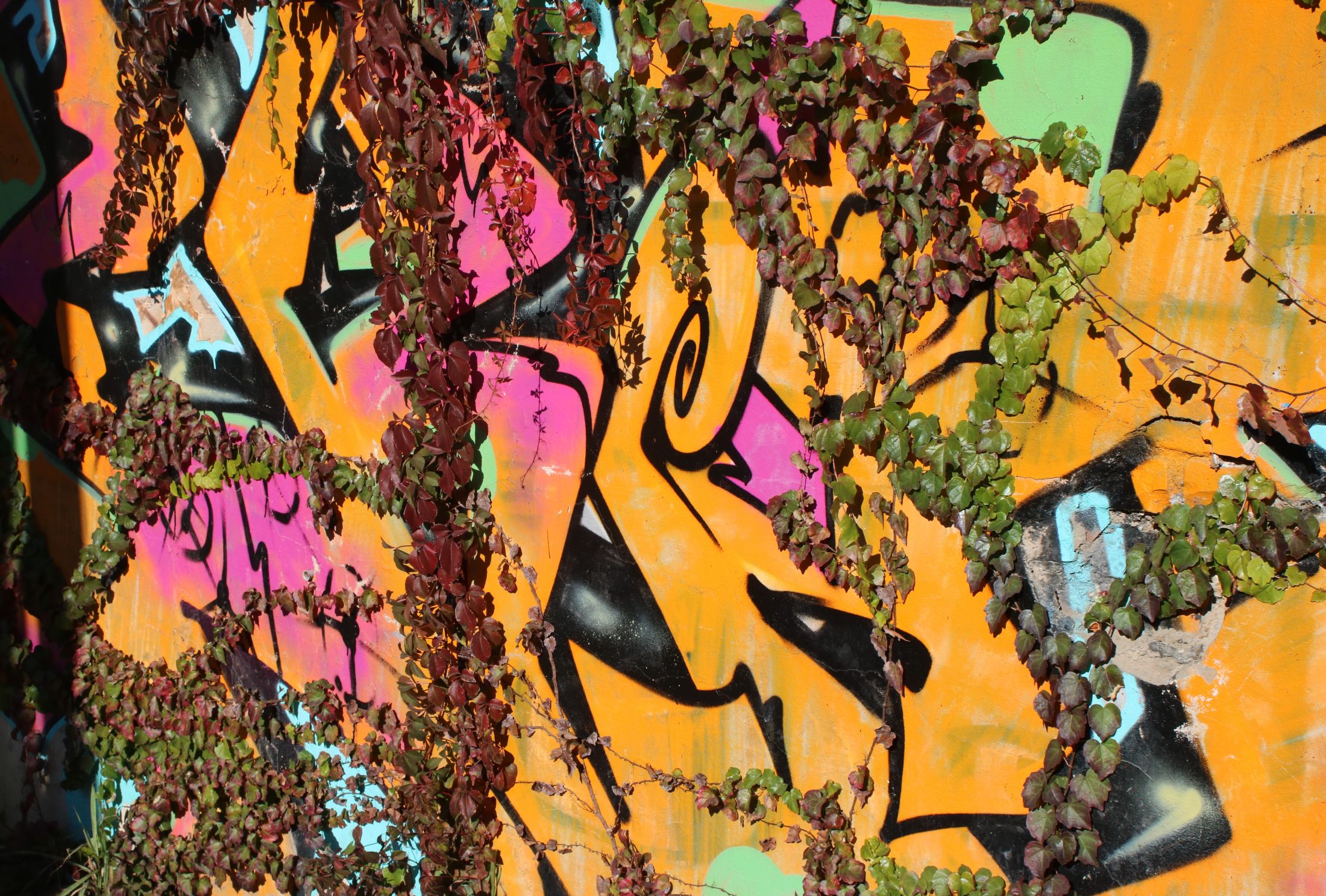 Rampicanti e murales