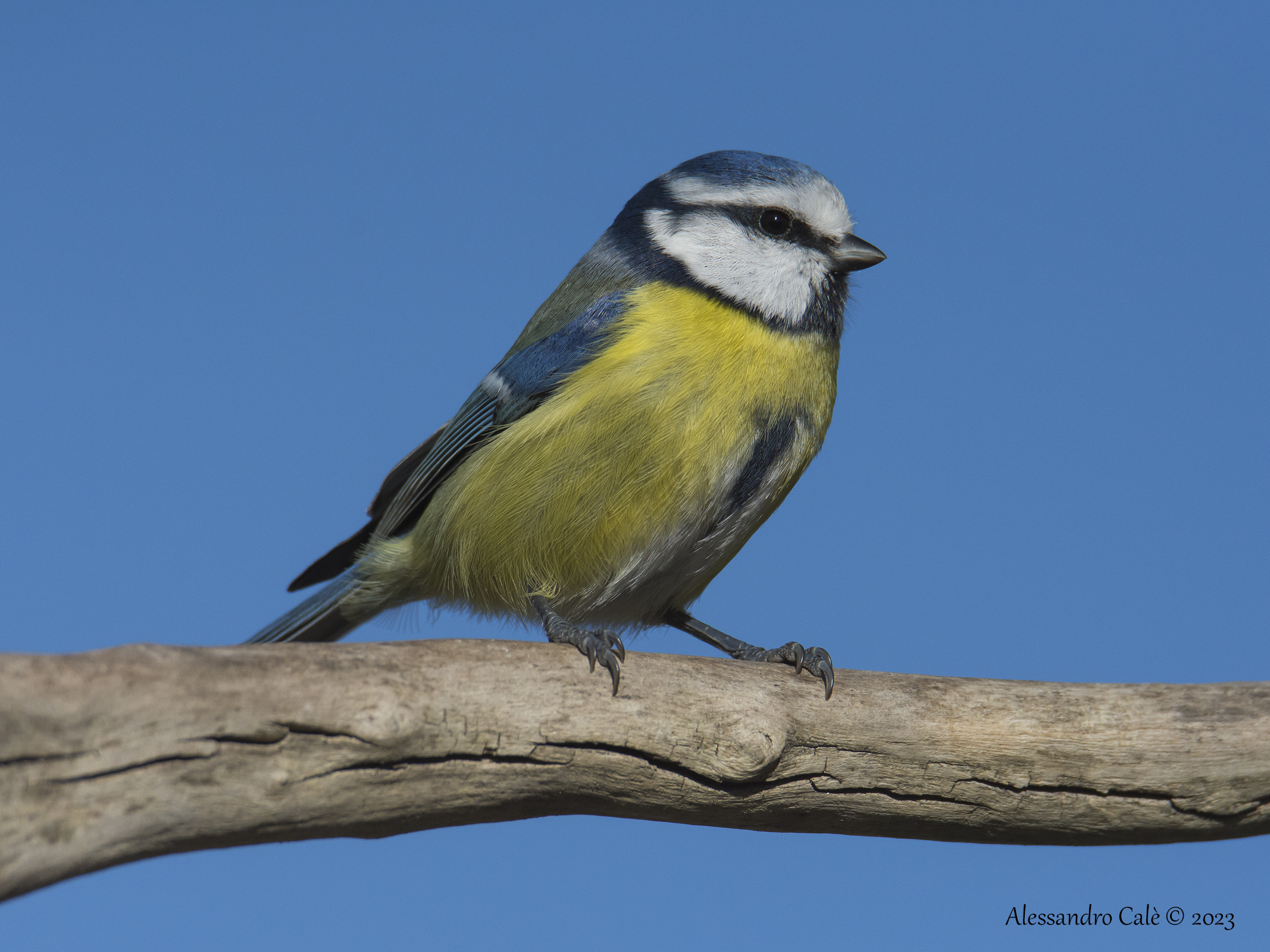Cyanistes caeruleus (Cinciarella) 1487