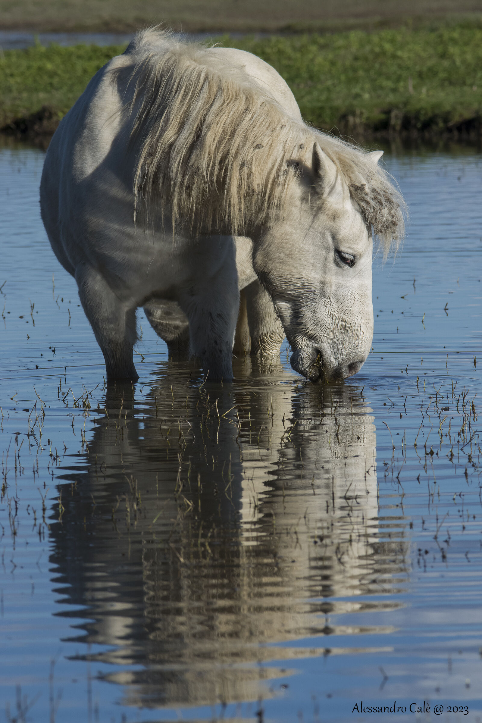 Camargue Horse 2632
