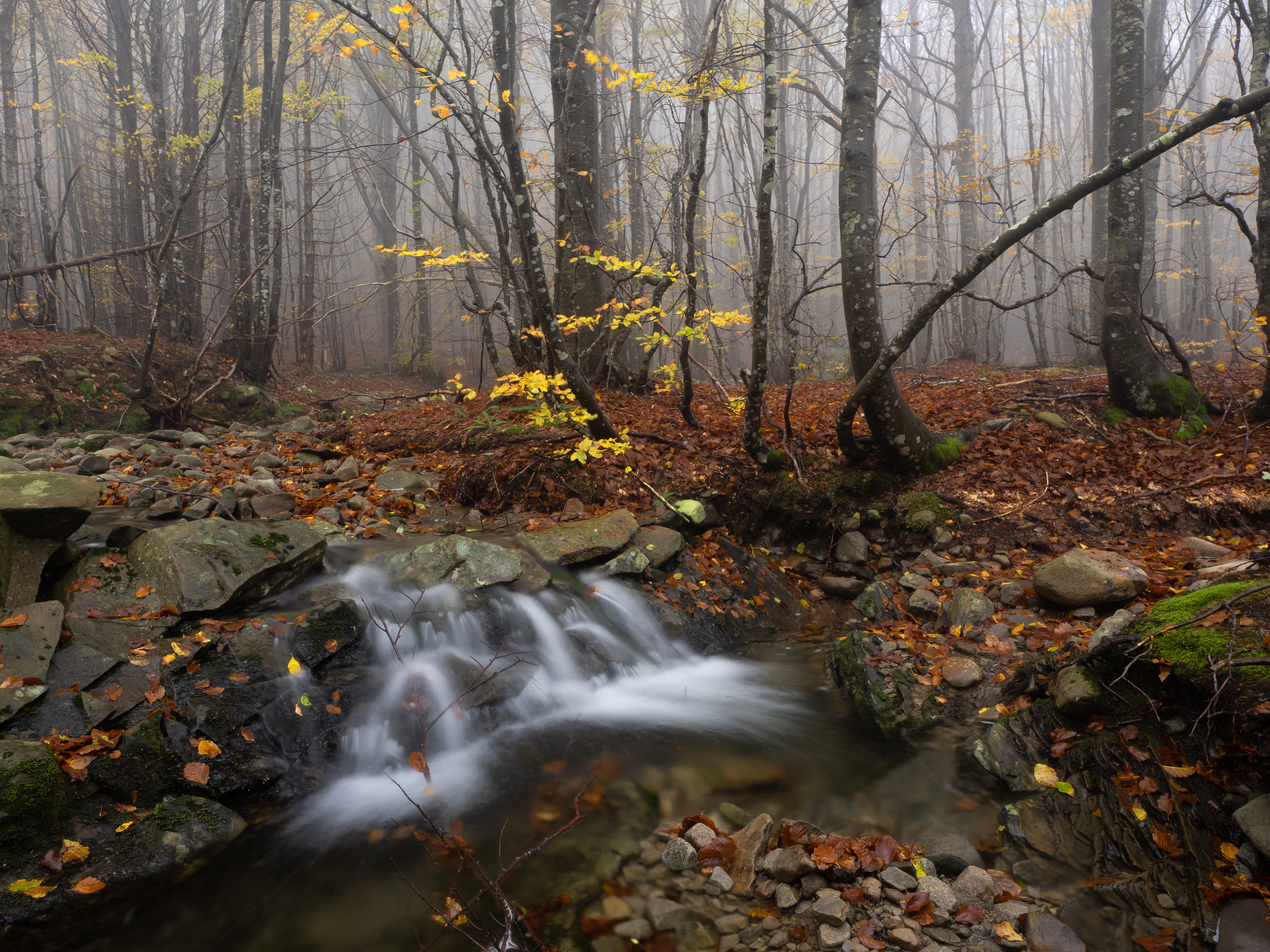 La nebbia disegna i colori