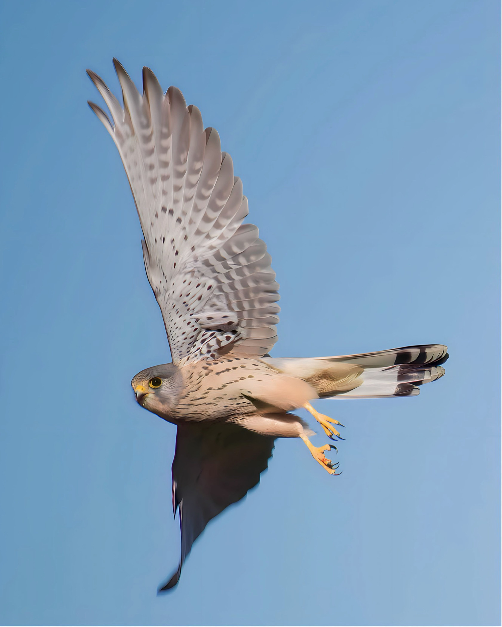 Kestrel in flight