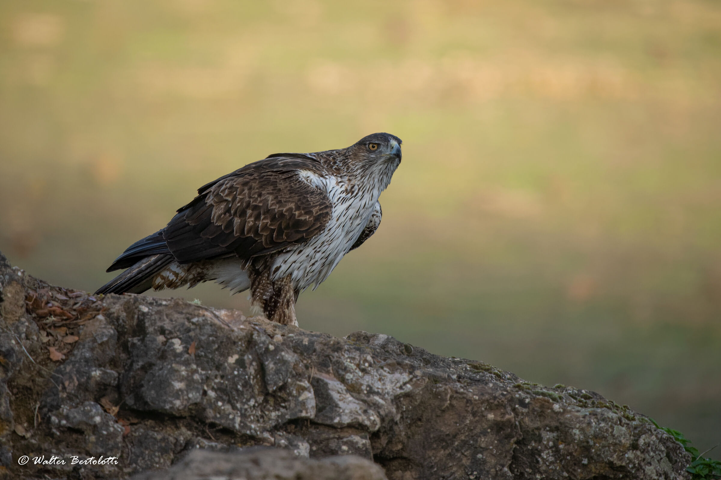 lo sguardo della bonelli