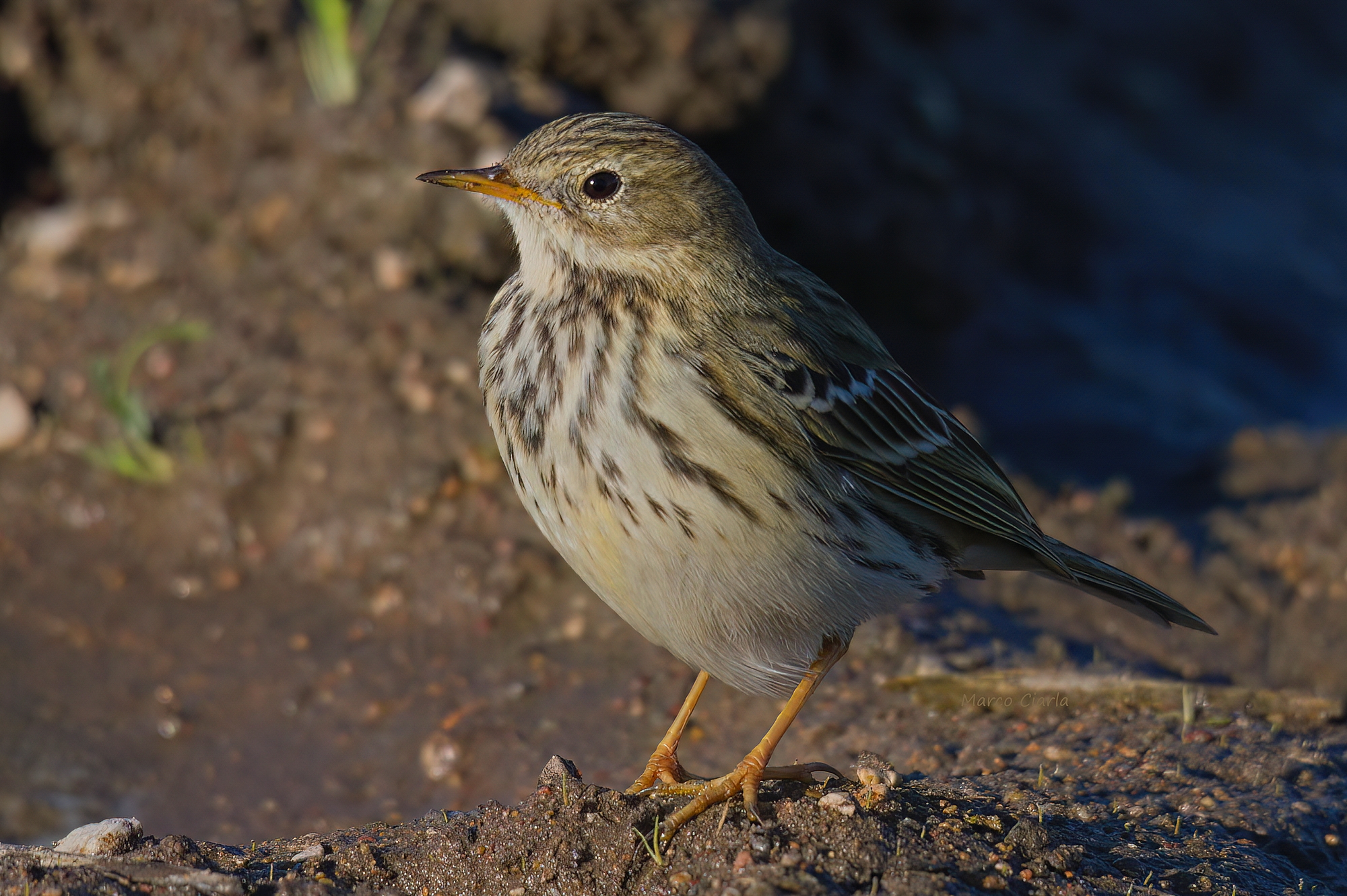 Pipit (Anthus pratensis)