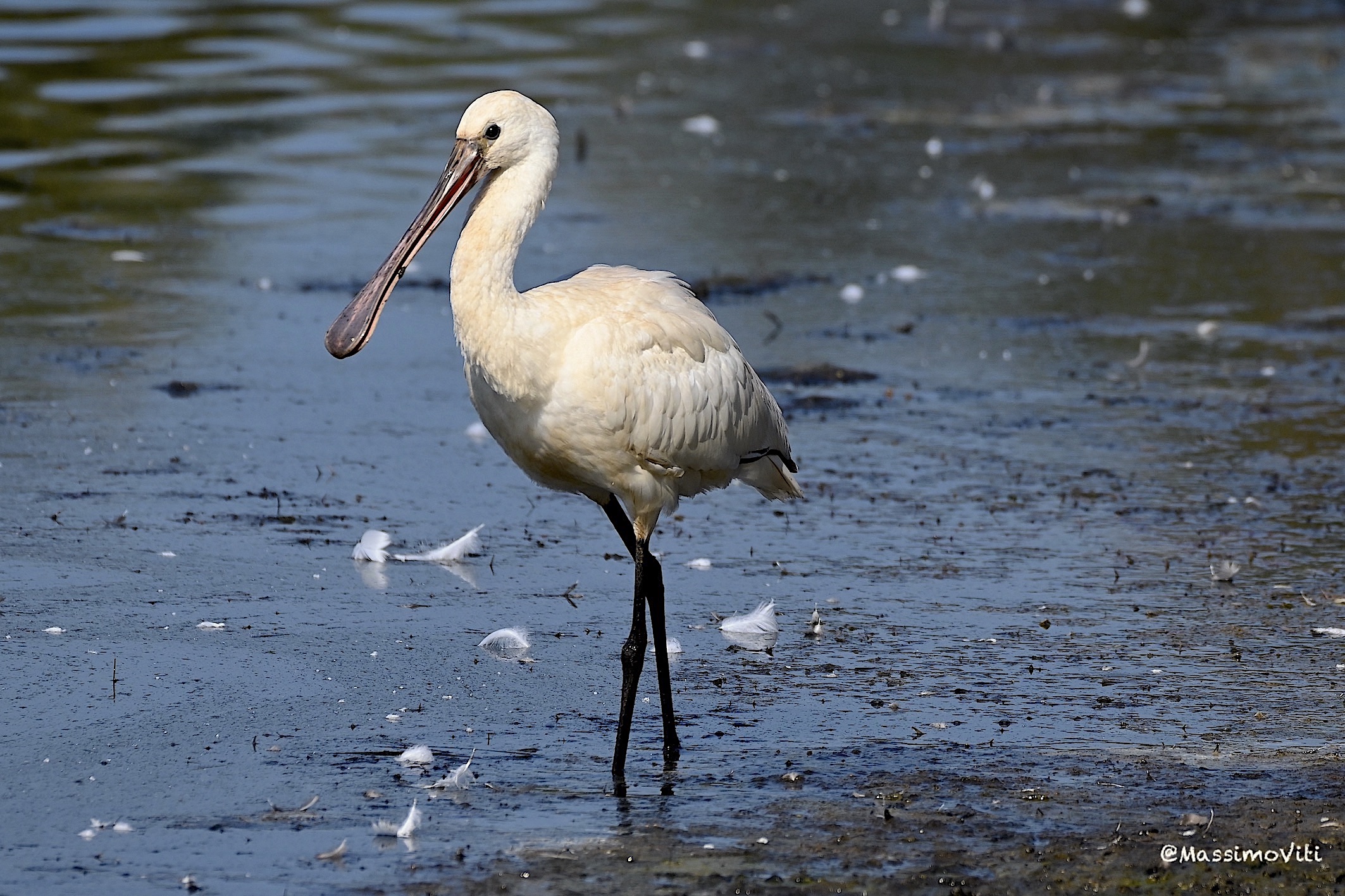Spatola ( Platalea leucorodia )