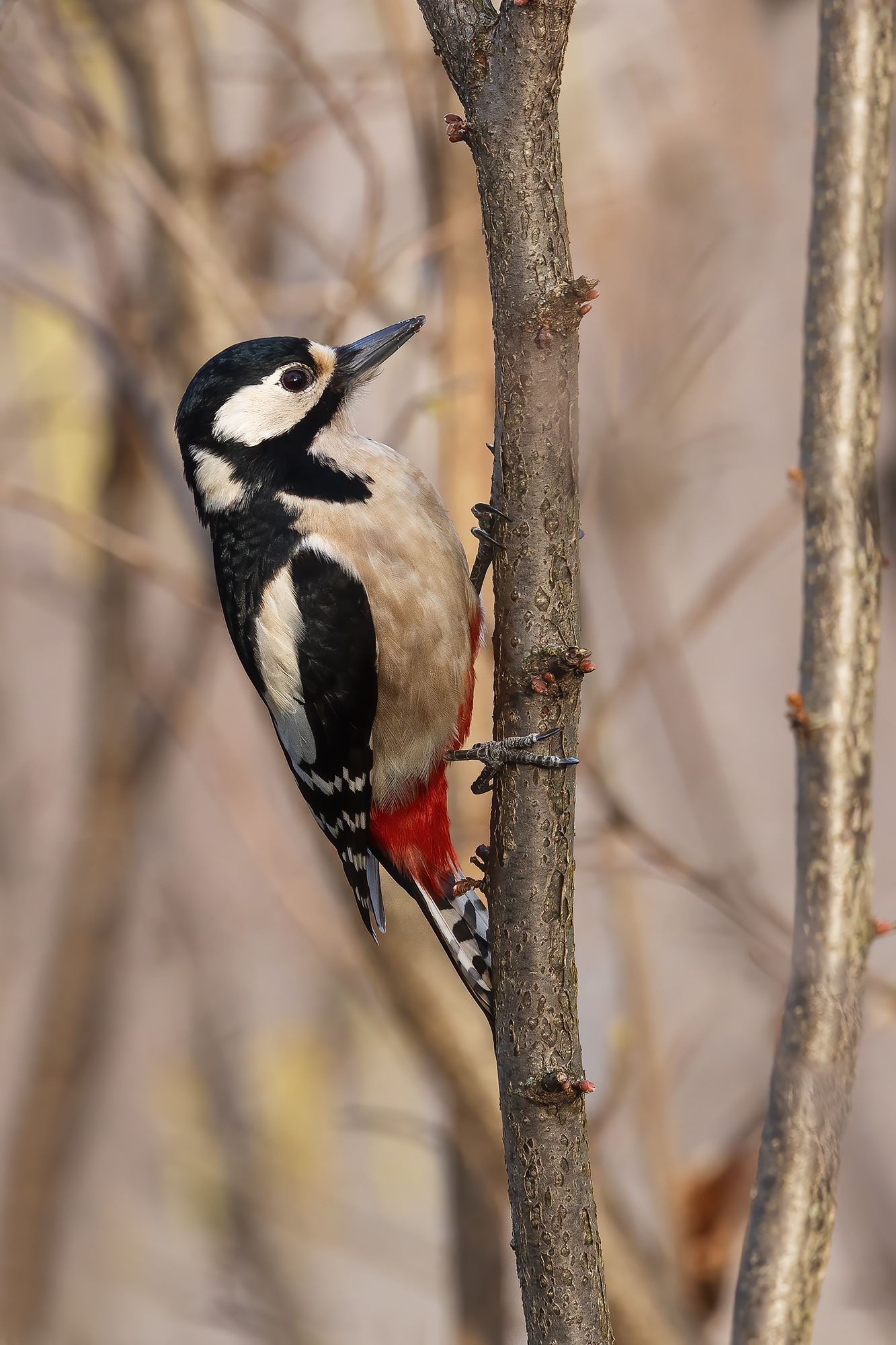 Spotted woodpecker