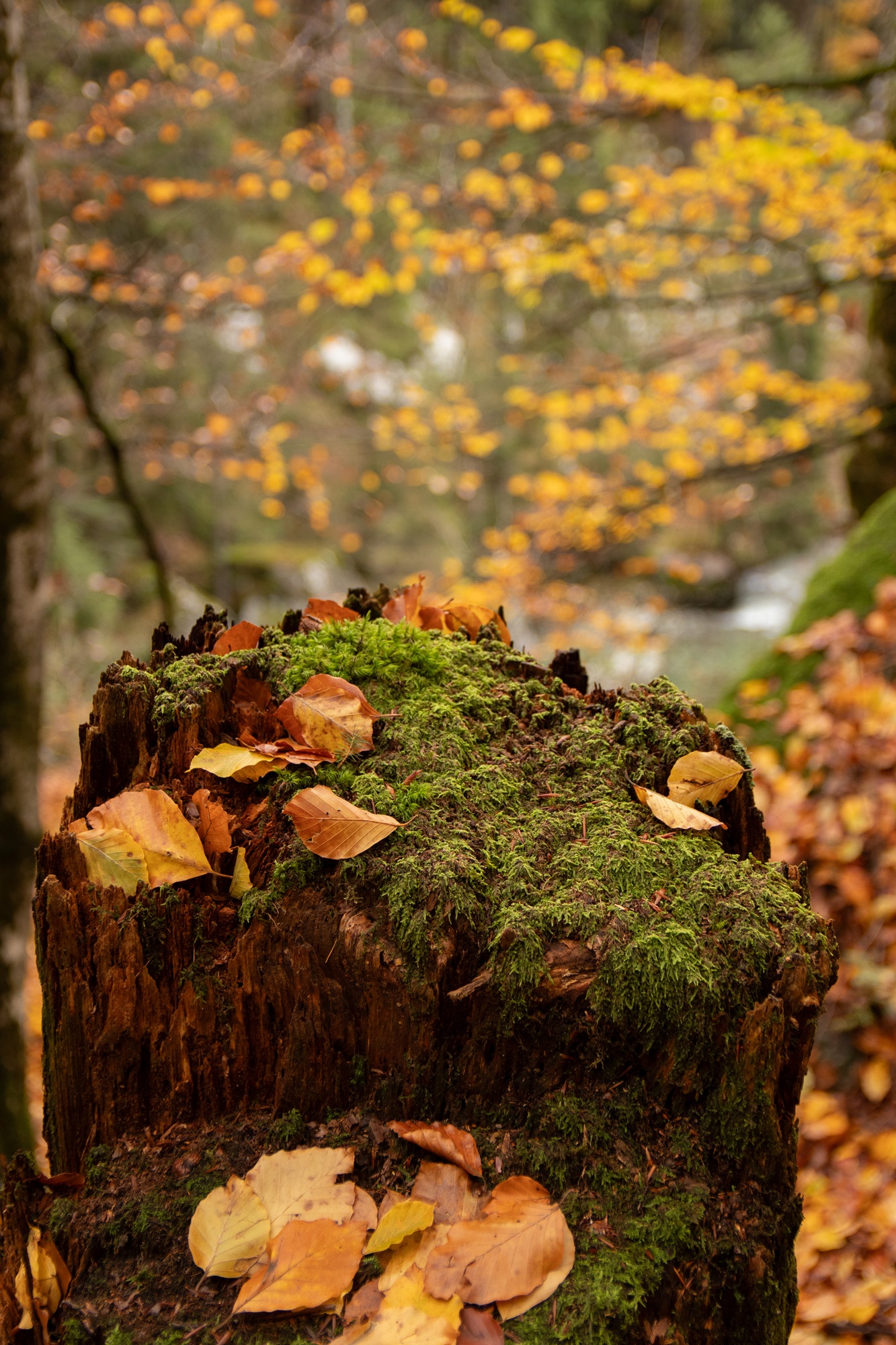 Magic wood
