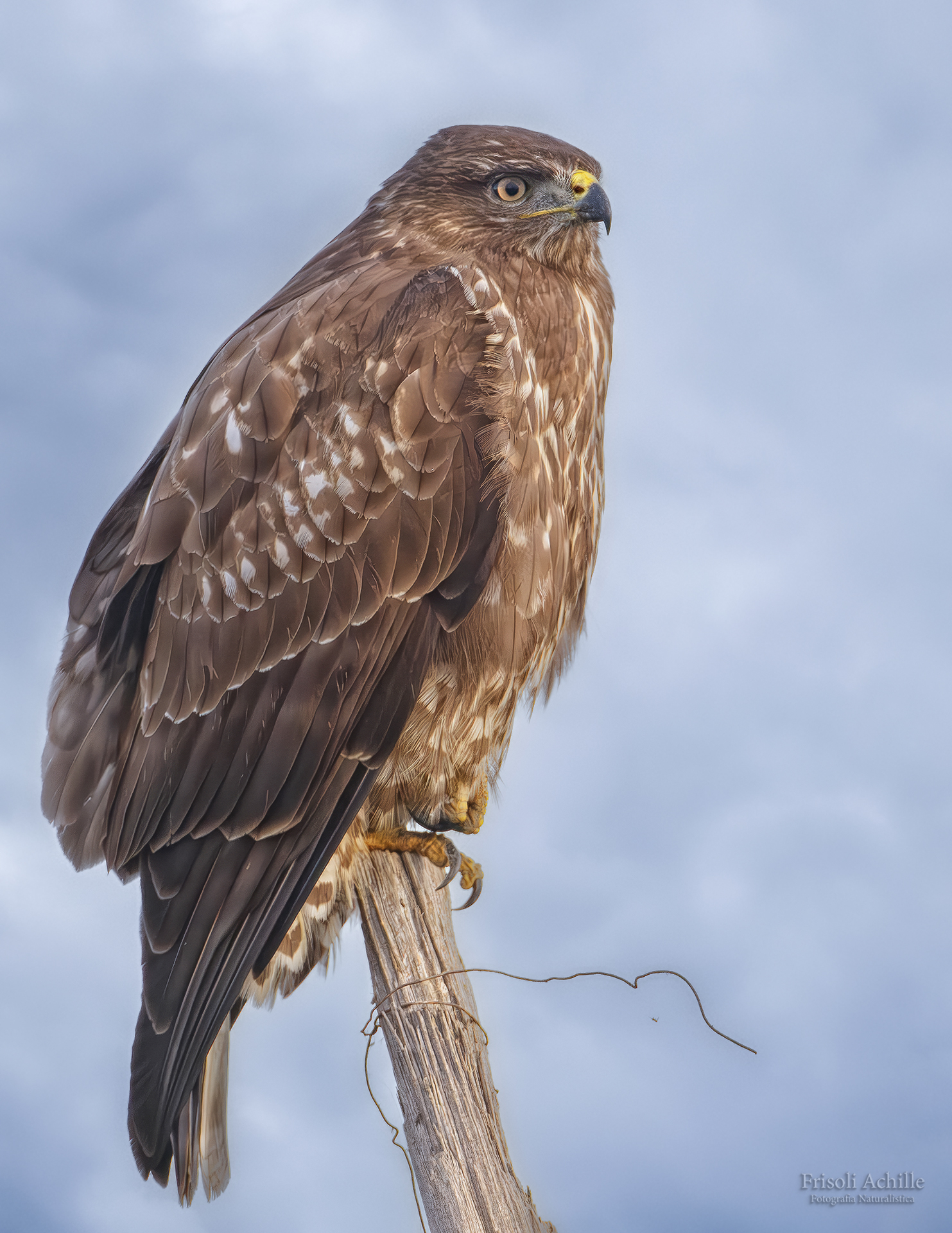Buzzard