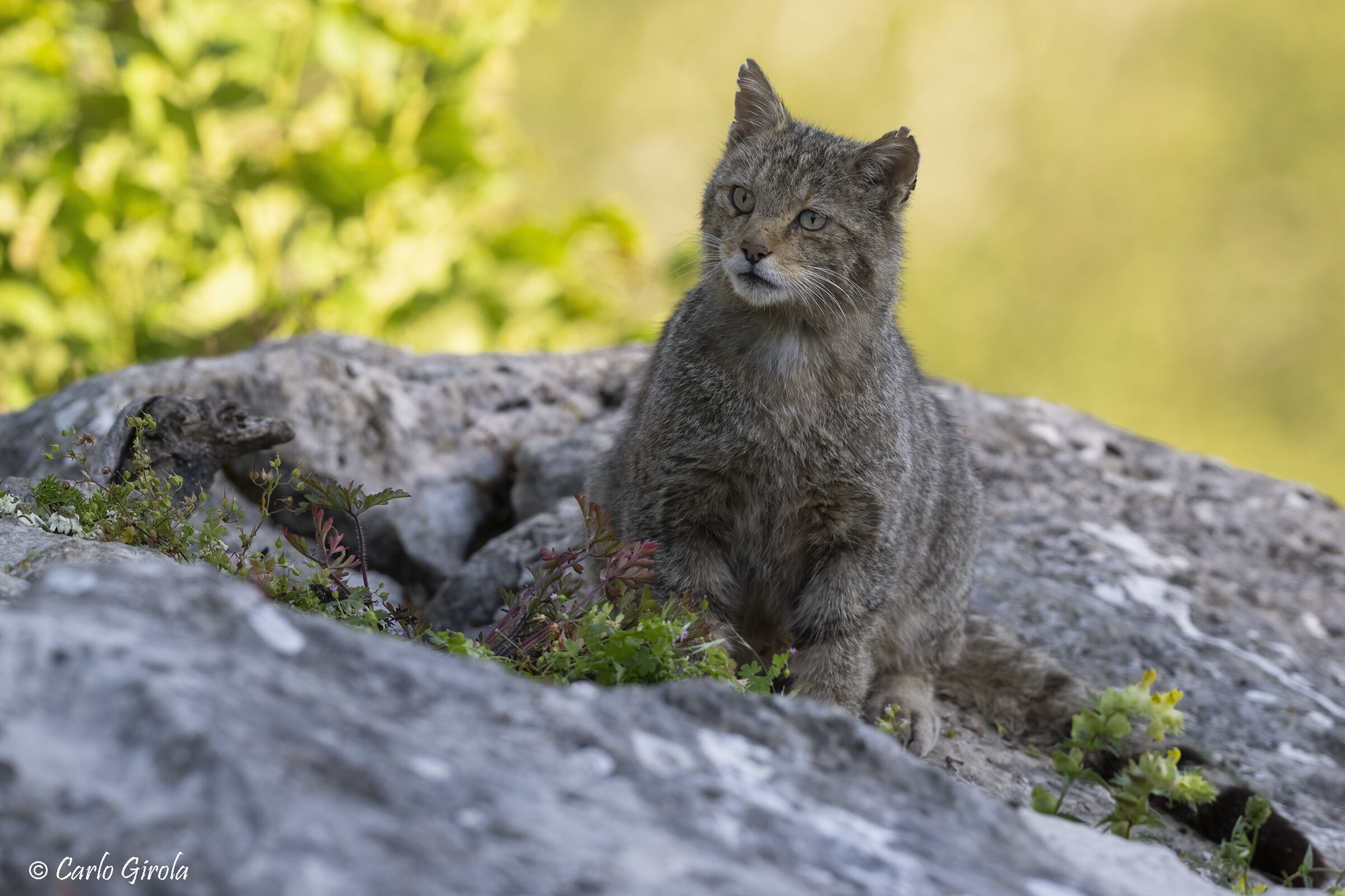 Wildcat (Felis silvestris)