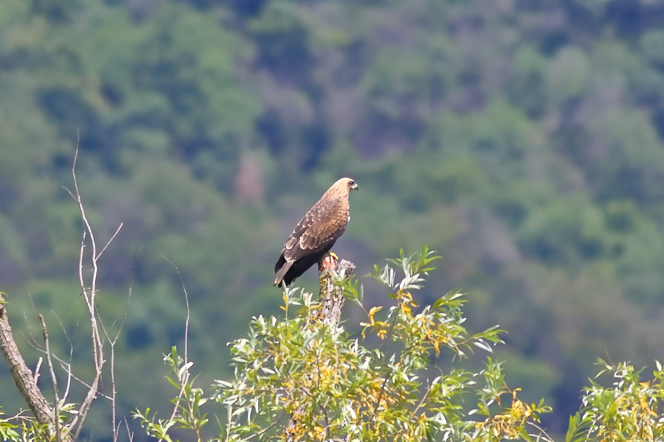 Black Kite 05-07-2023