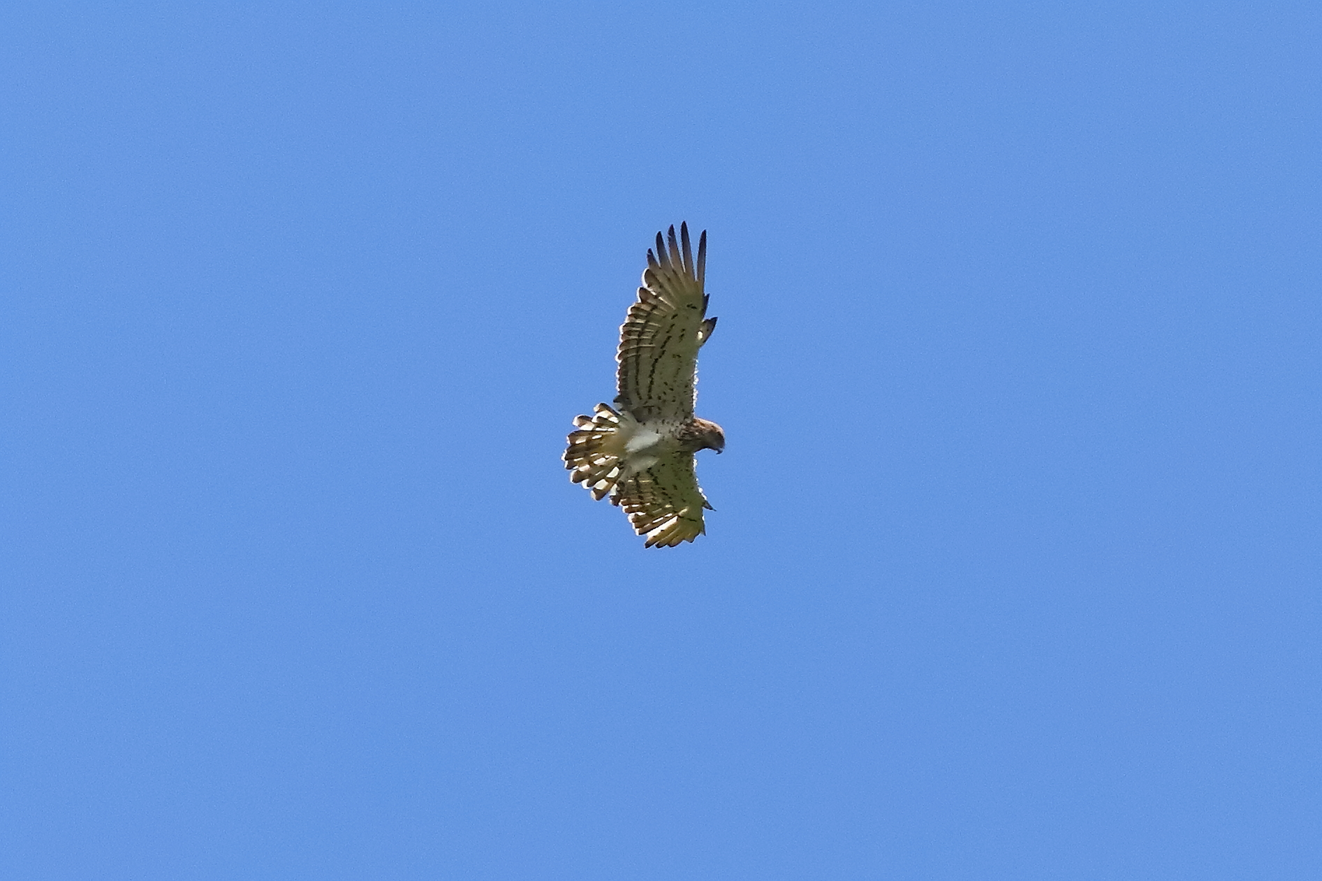 Short-toed Eagle 06-07-2023