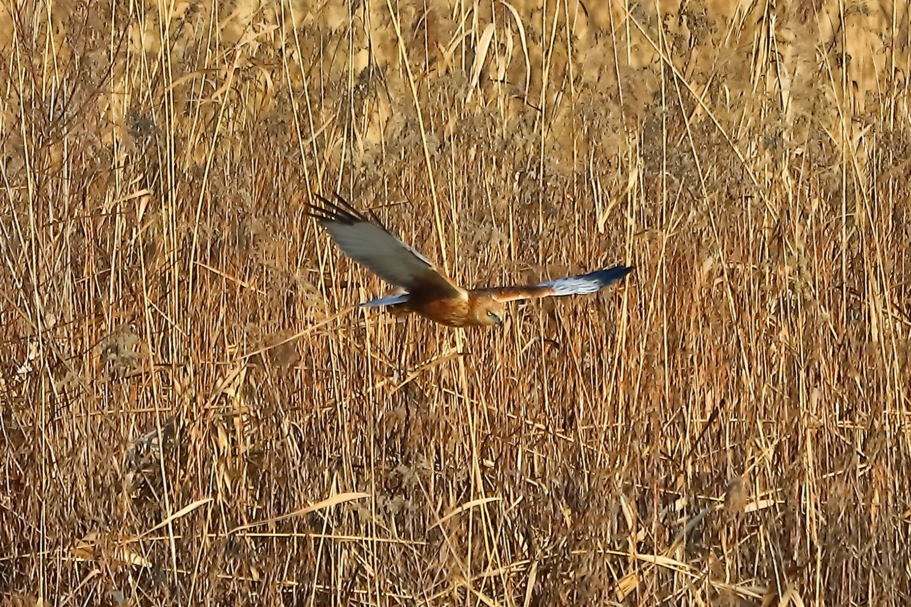 Marsh Harrier January 21, 2022