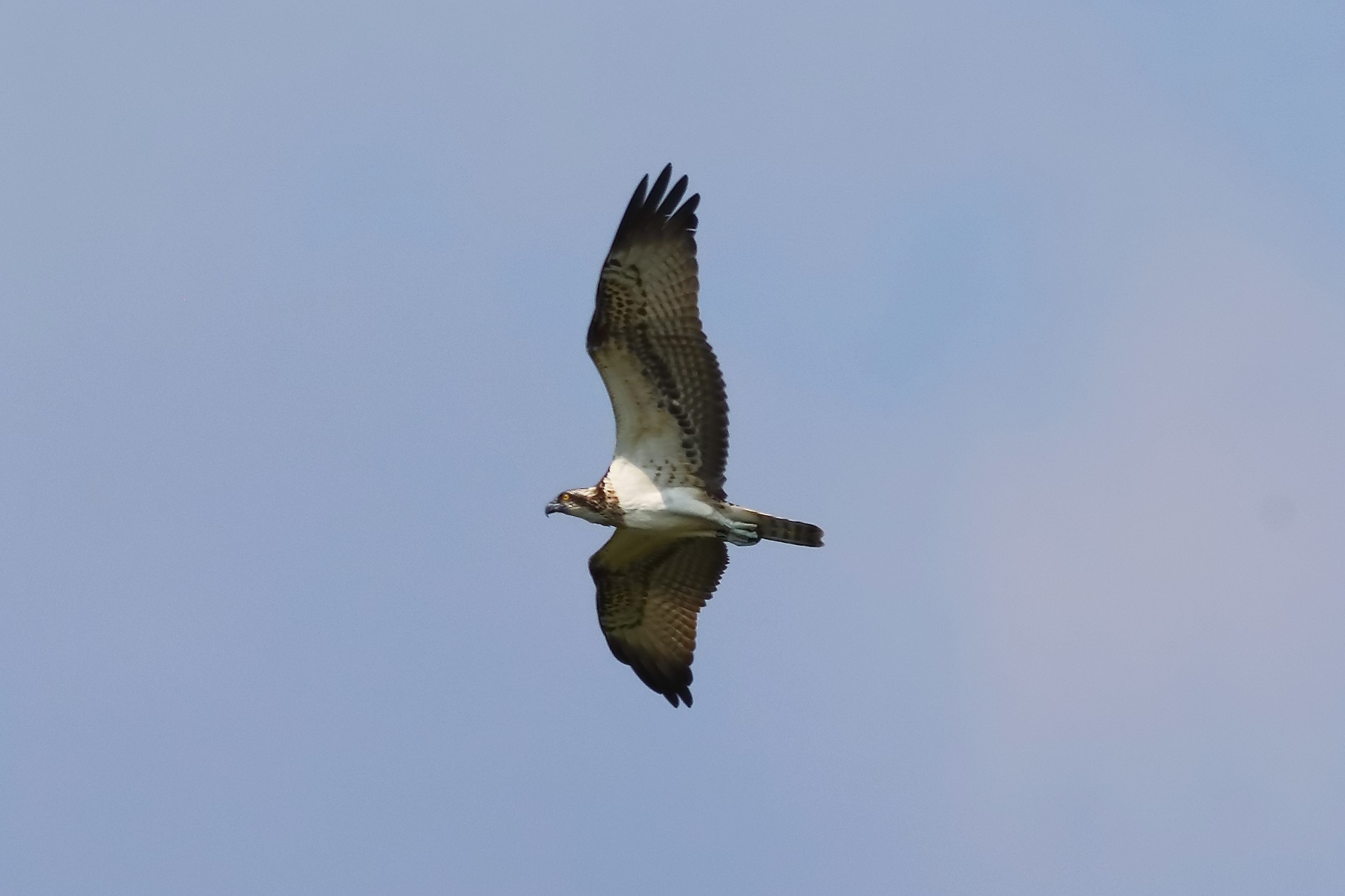 Osprey 04-09-2023
