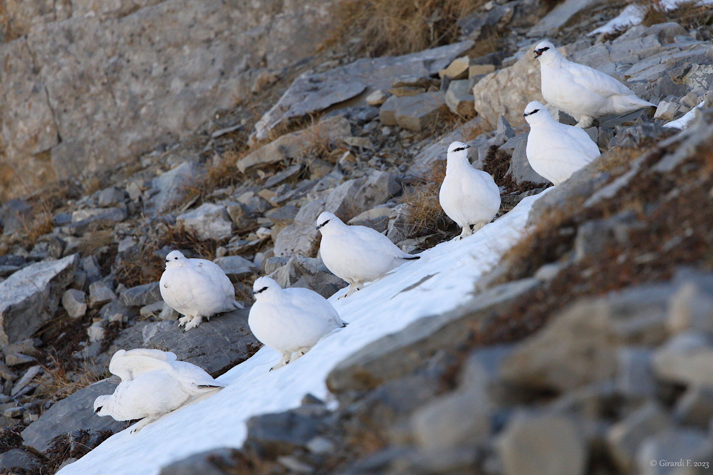 Pernice bianca alpina
