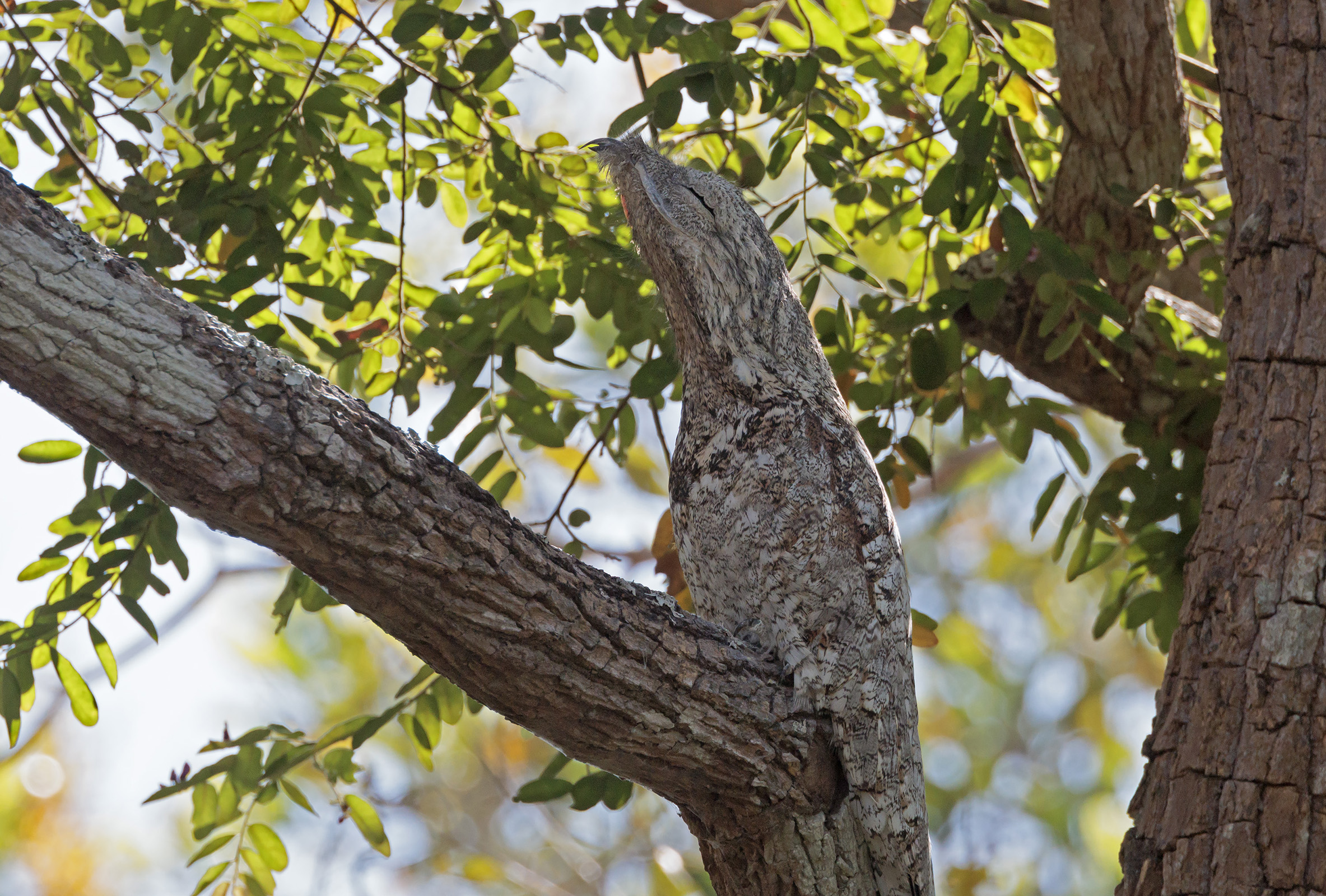 Great potoo (Nyctibius grandis)