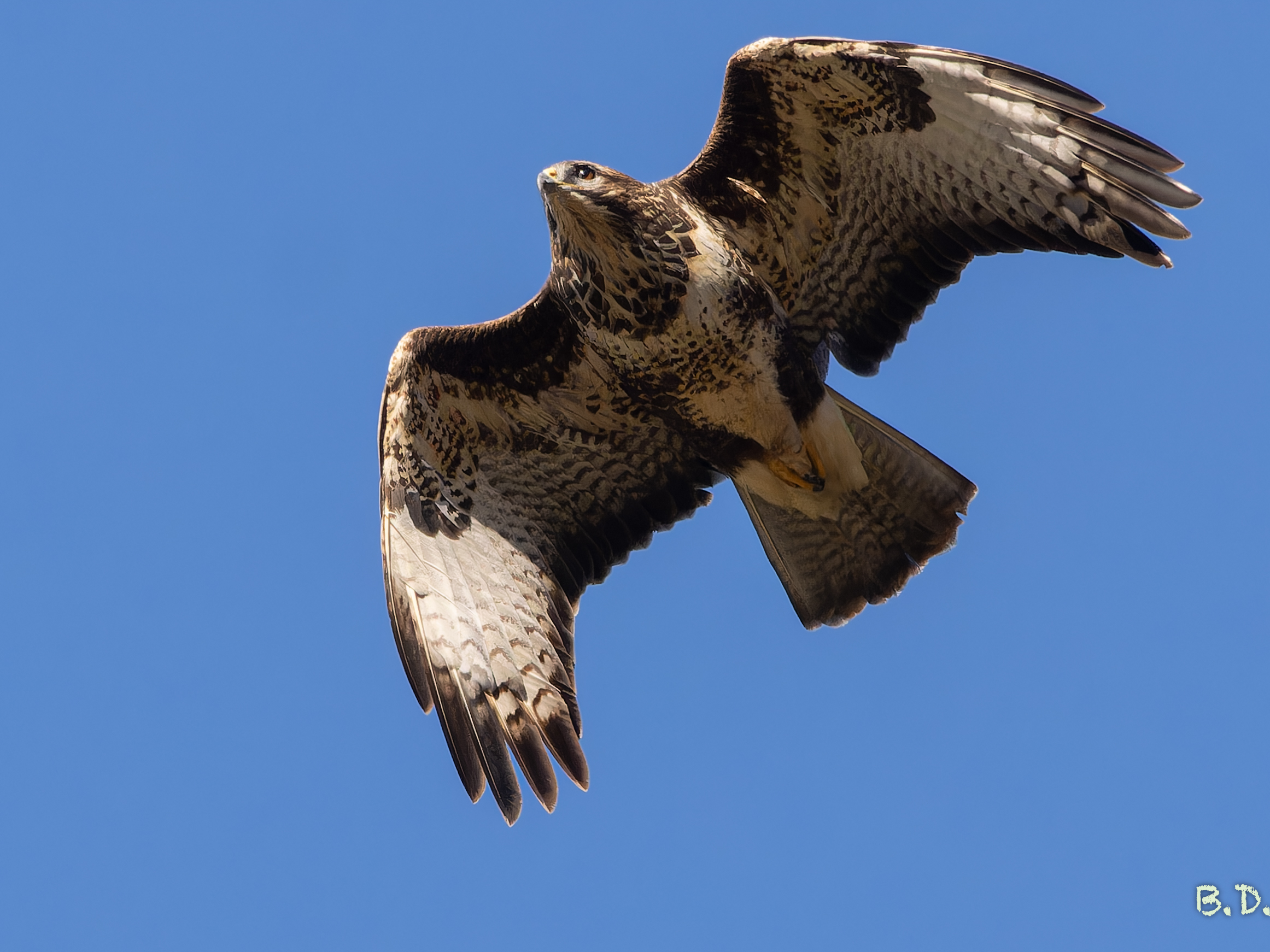 Buteo buteo (Trentino 25/11/2023)