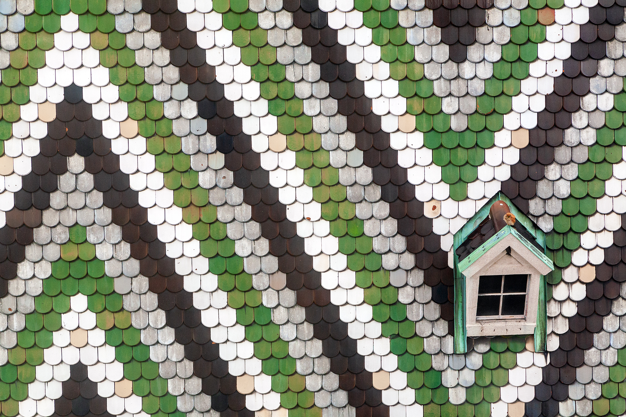 Schemi e ospite inatteso. Lo vedete?