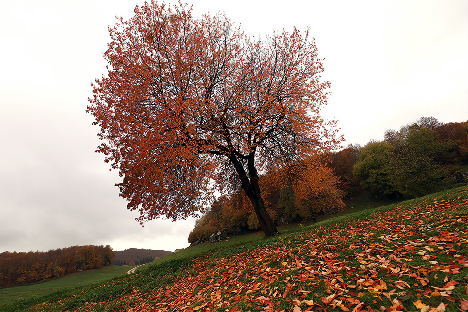 Lessinia Foliage 2