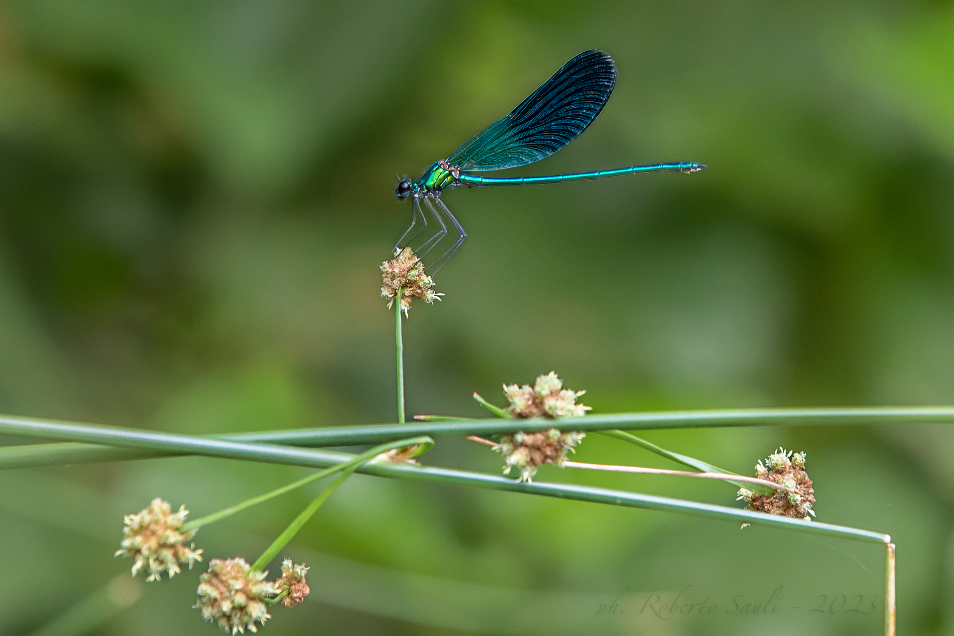 Calopterix splendens