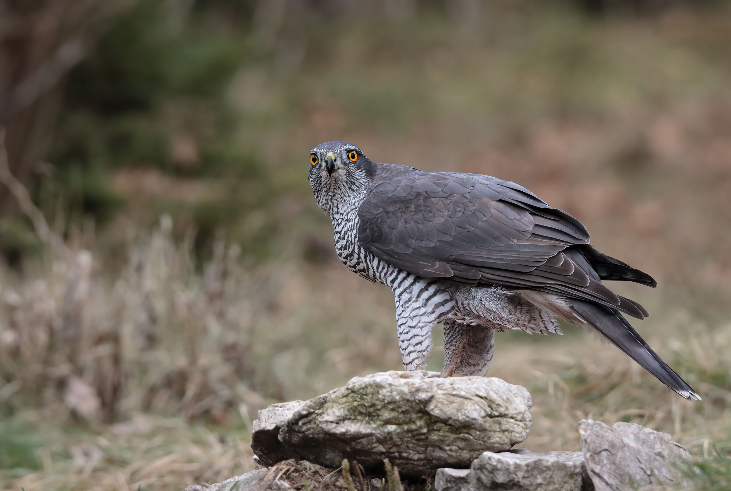 Goshawk