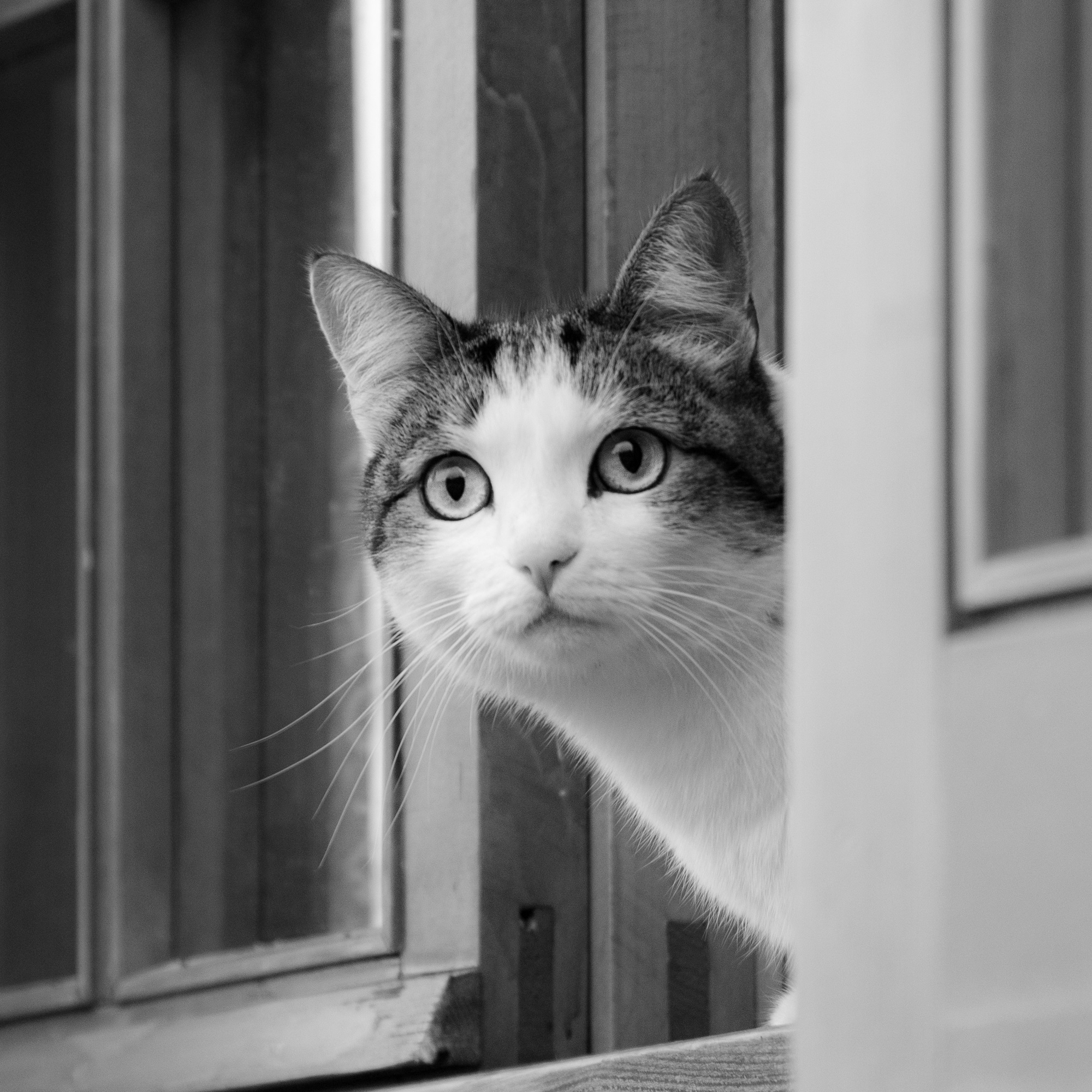 Micina in bianco e nero