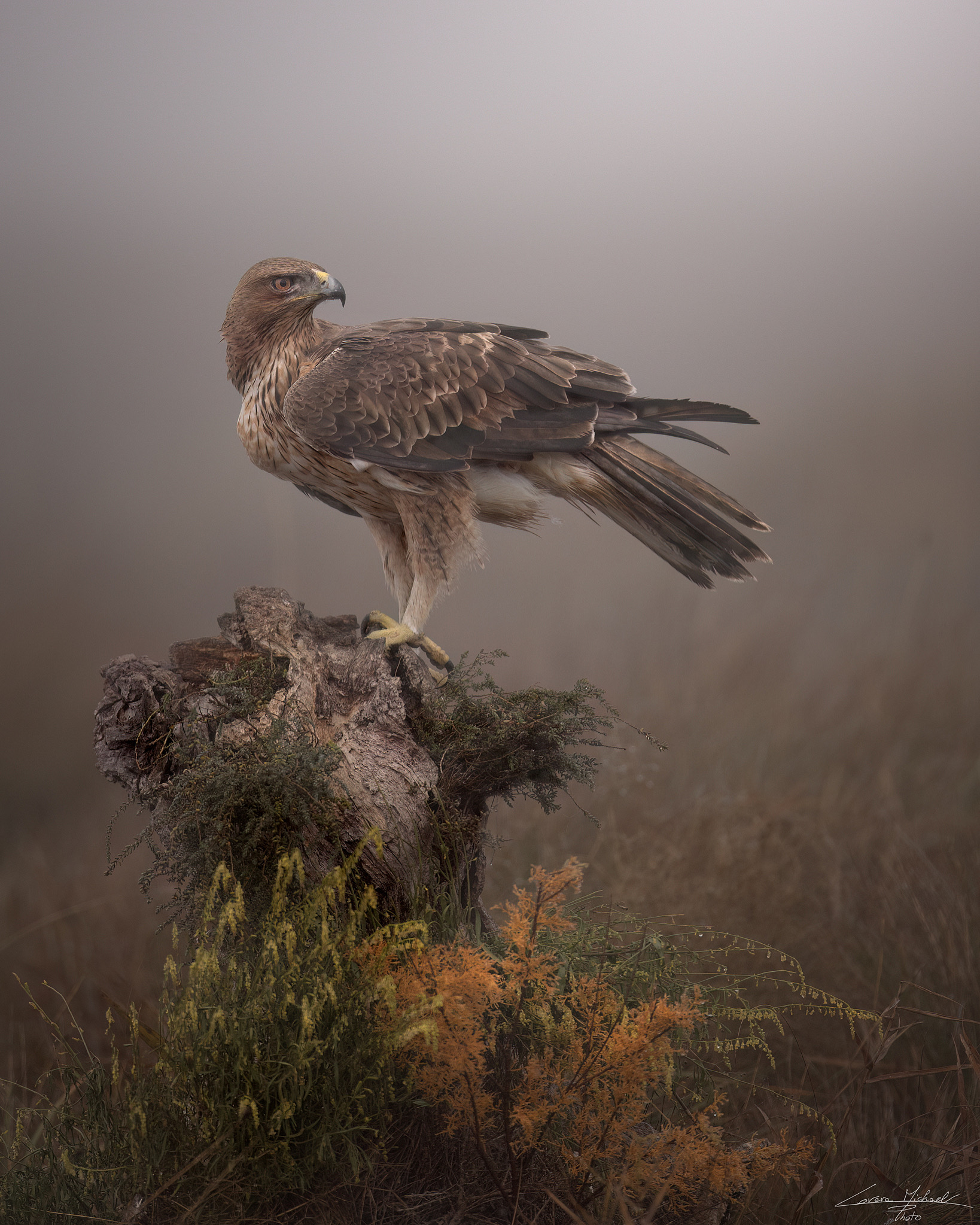 Aquila del Bonelli