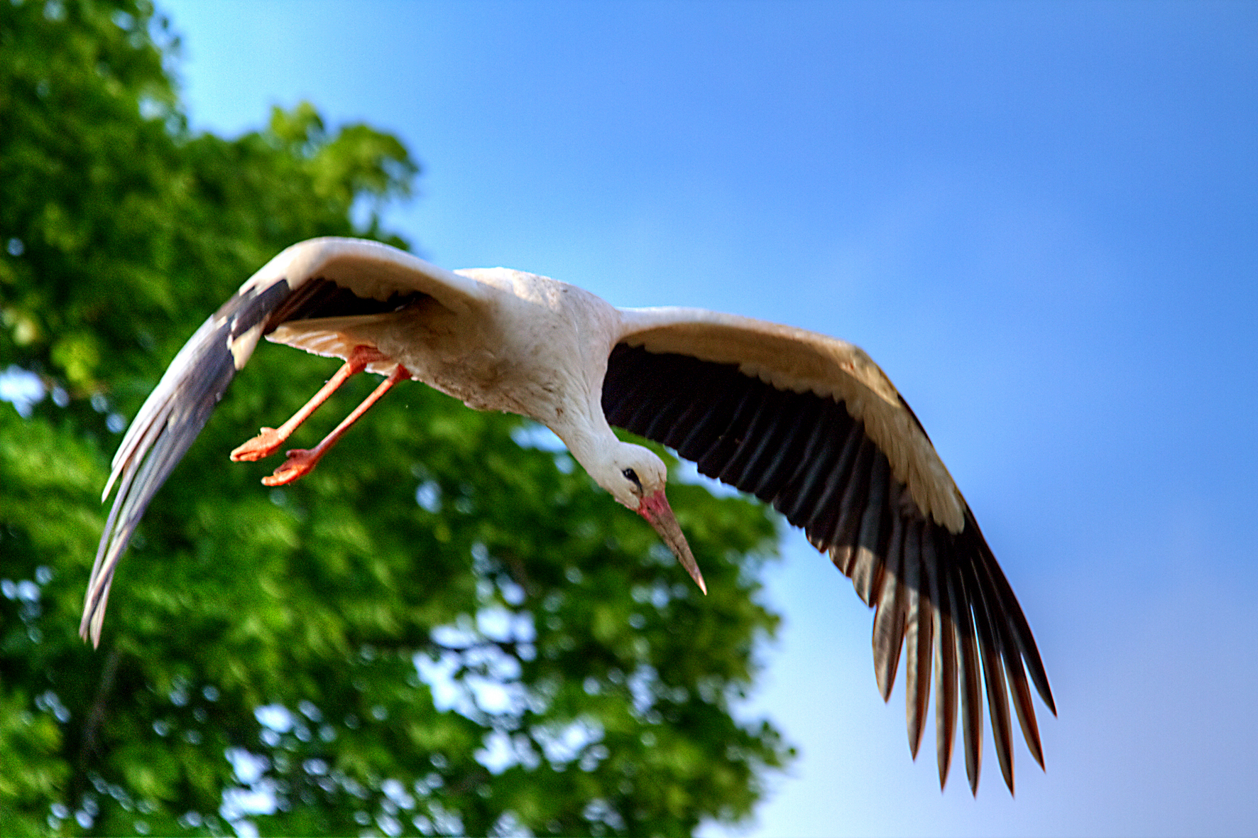 Stork oasis Lipu racconigi
