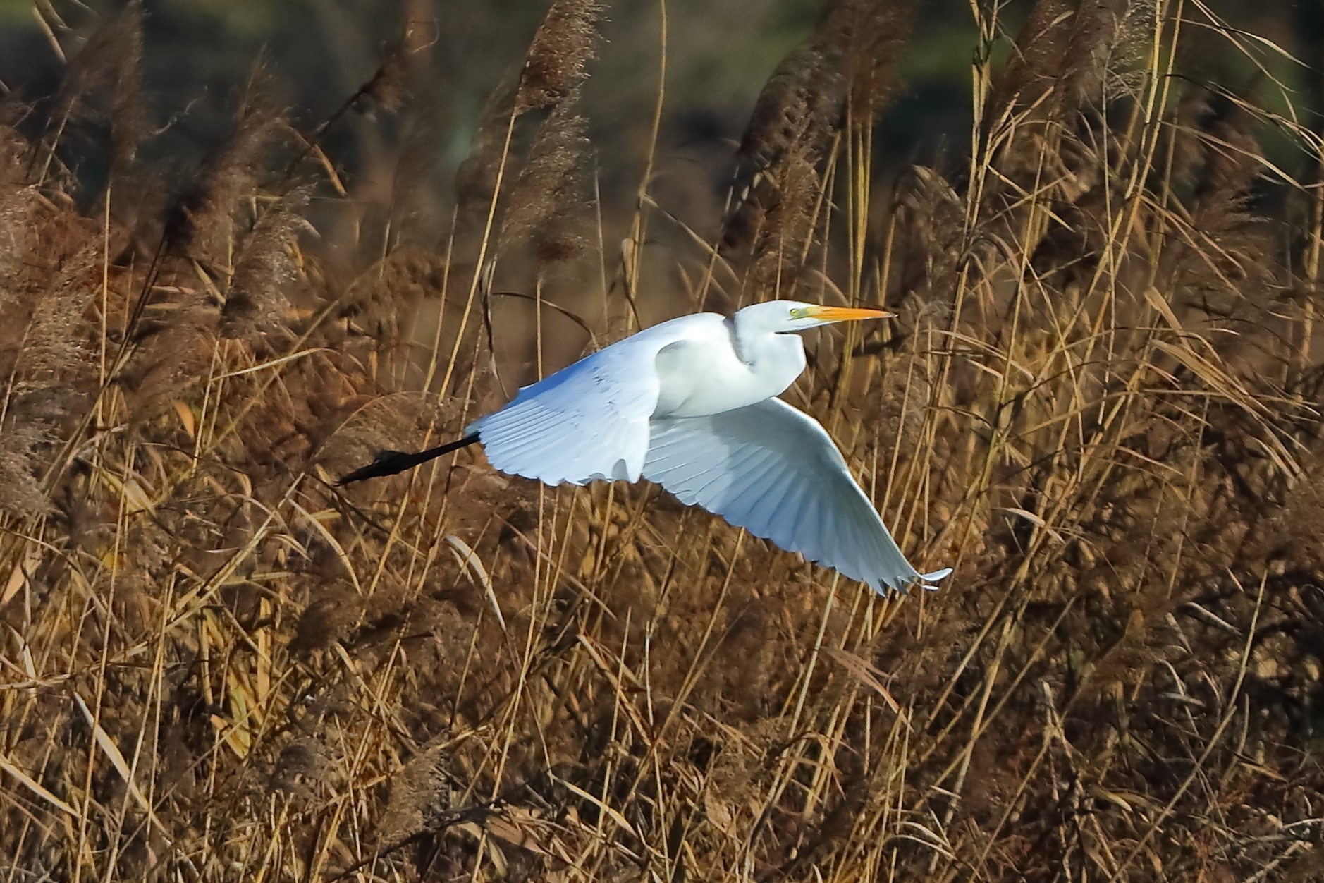 Heron BM November 2023