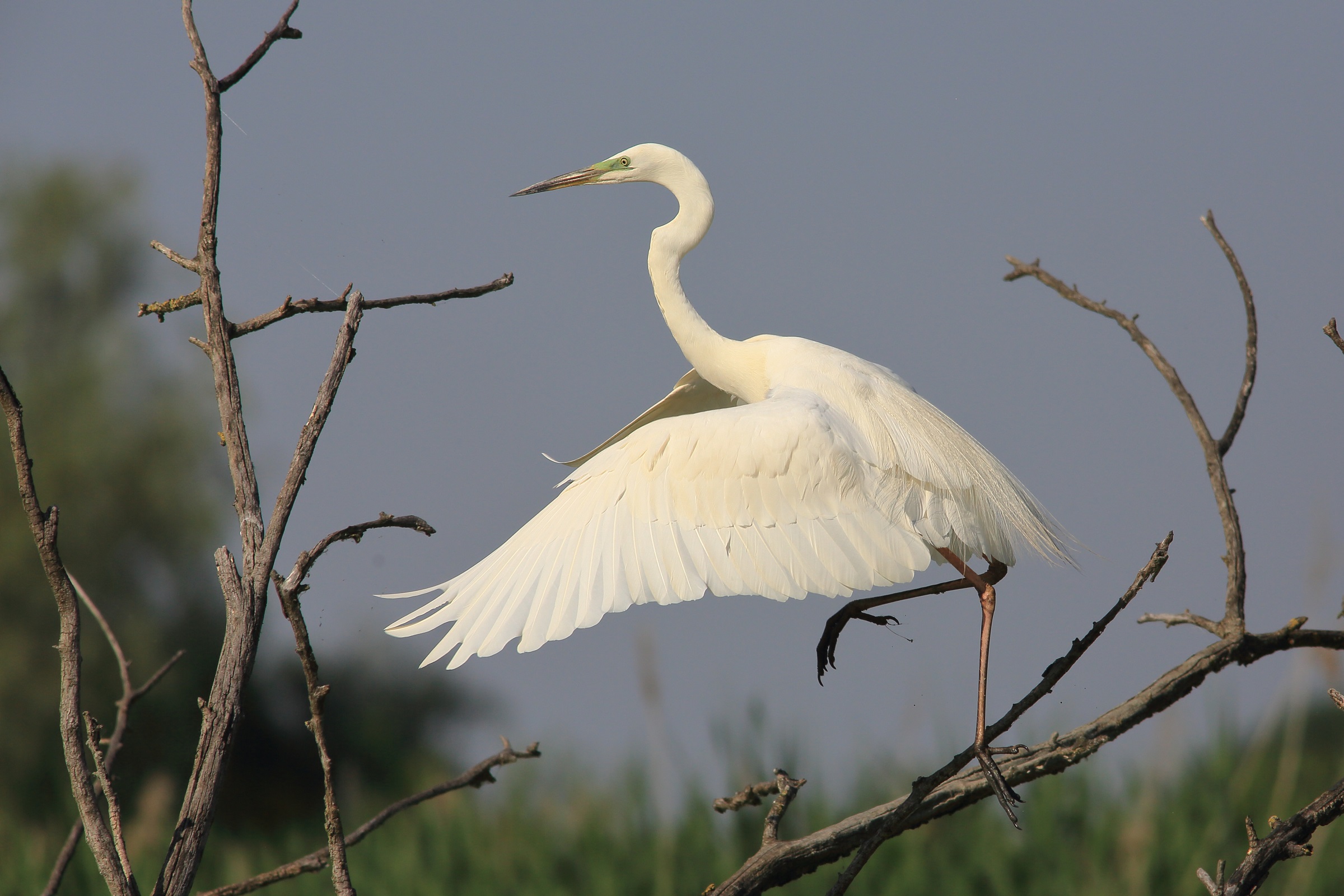 airone bianco maggiore