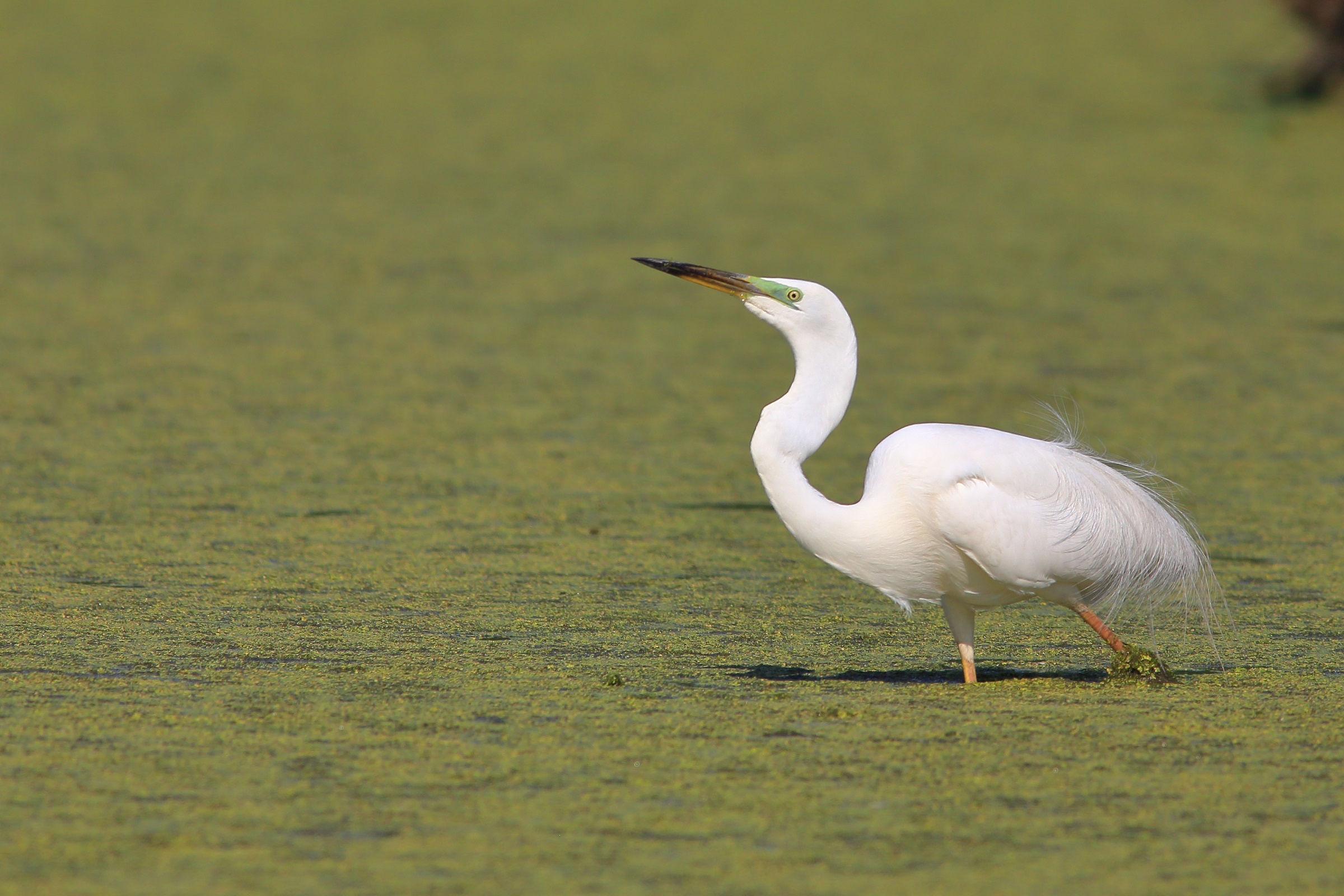 airone bianco maggiore