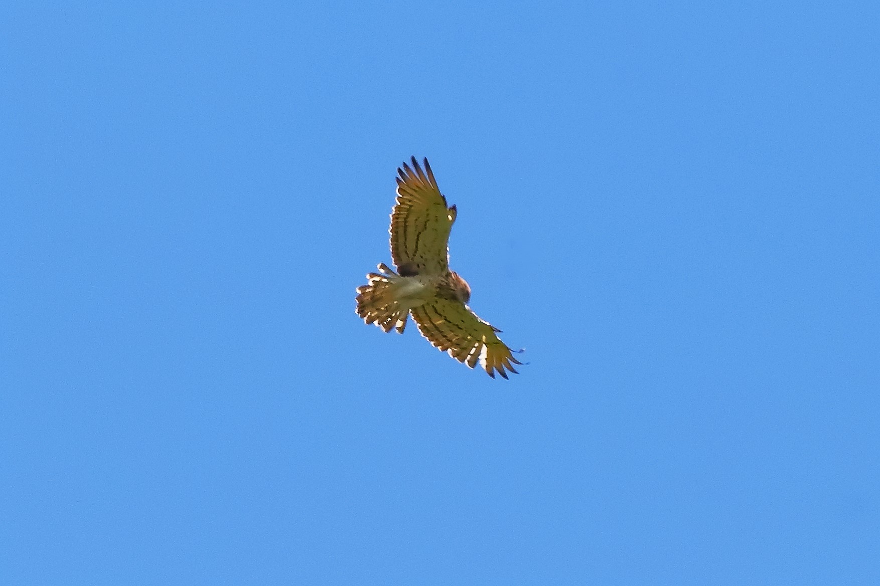 Short-toed Eagle 06-07-2023