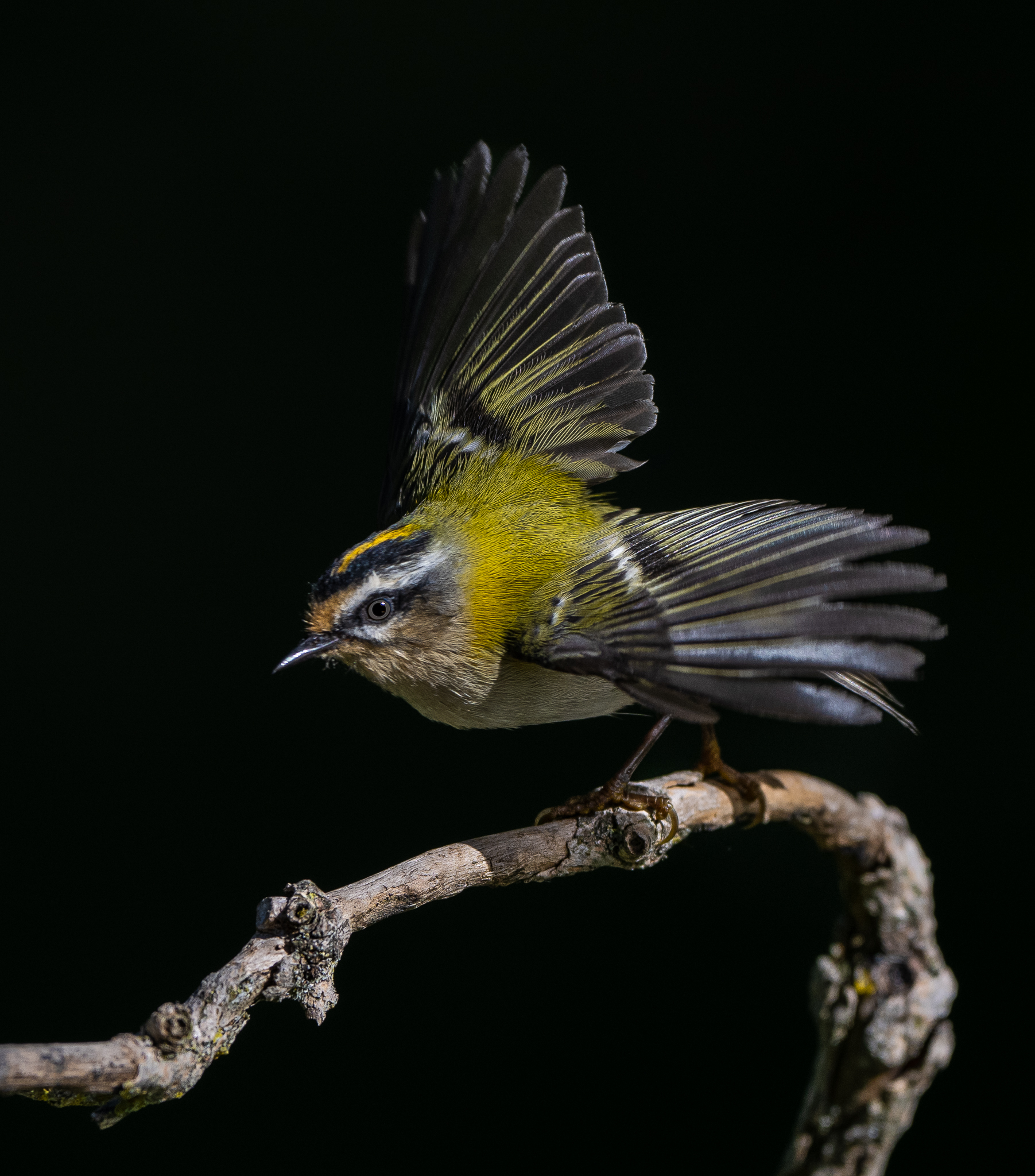 Super active Fiorrancino