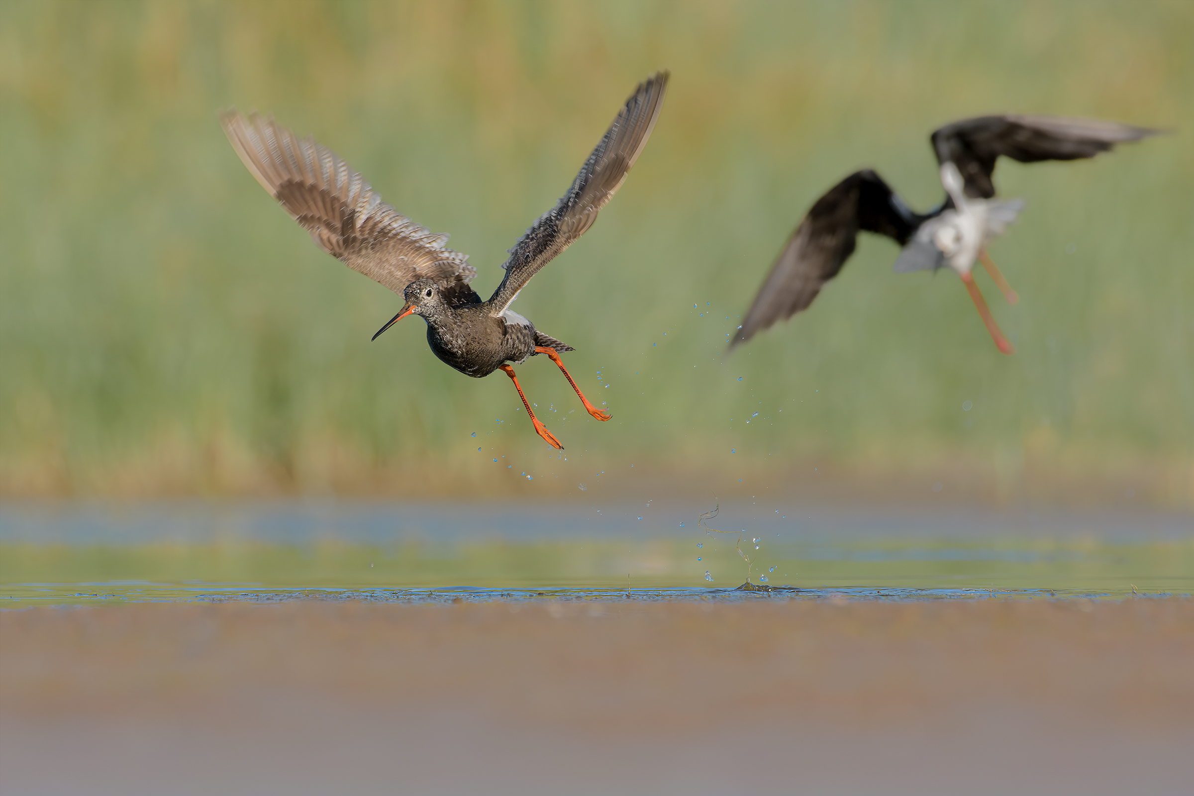 Squid Moor and knight