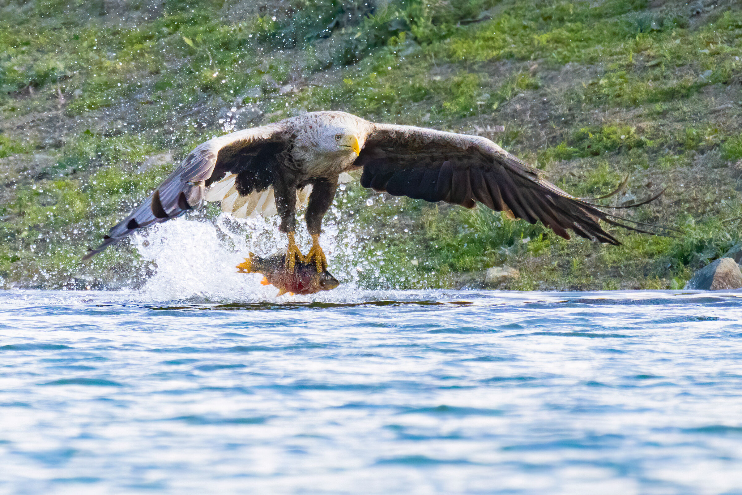 Aquila di mare