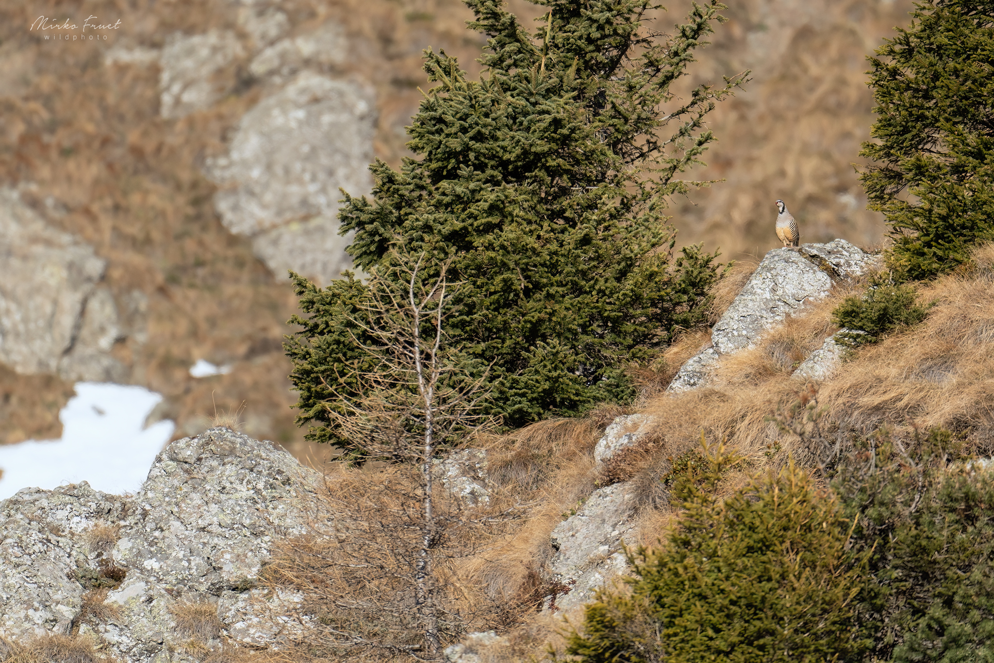 Alpine rock partridge