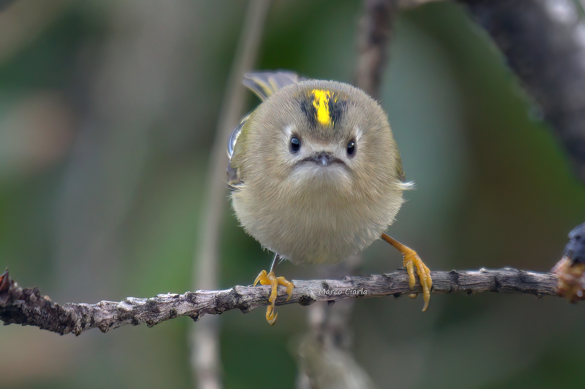 A beautiful Regulus regulus (Regulus regulus