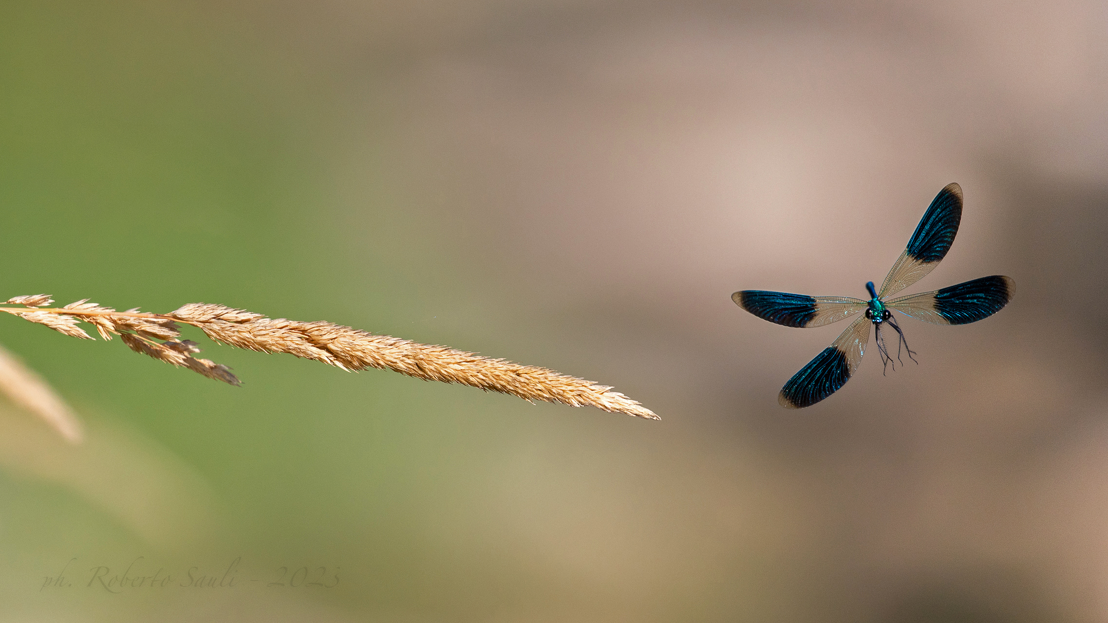 Calopterix splendens