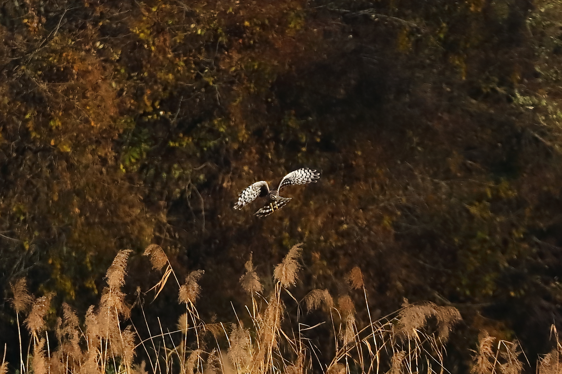 Albanella reale novembre 2023