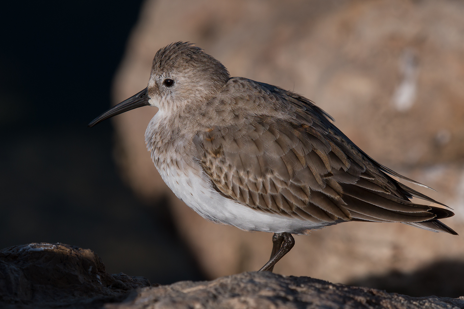 Dunlin