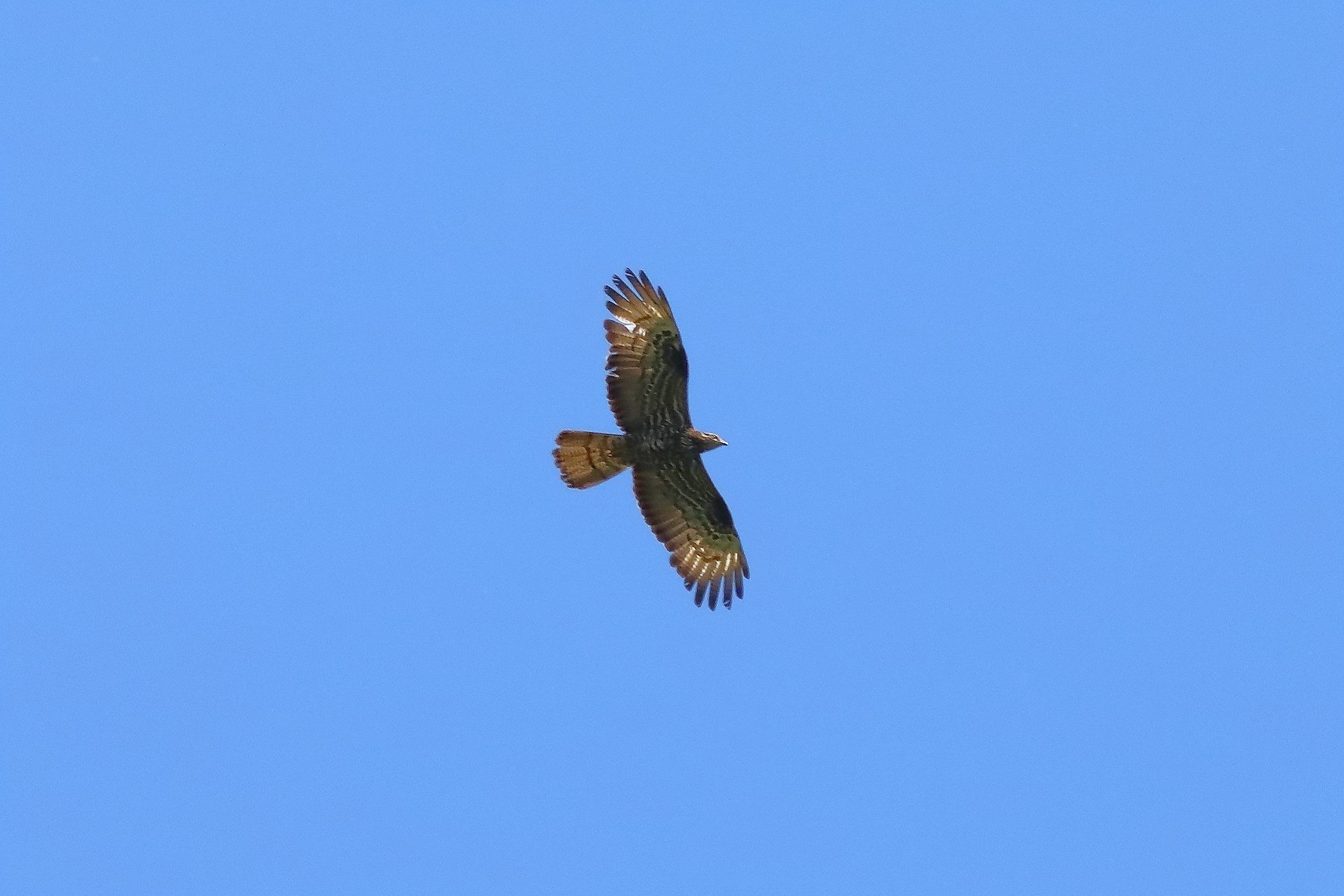 Honey buzzard 05-07-2023