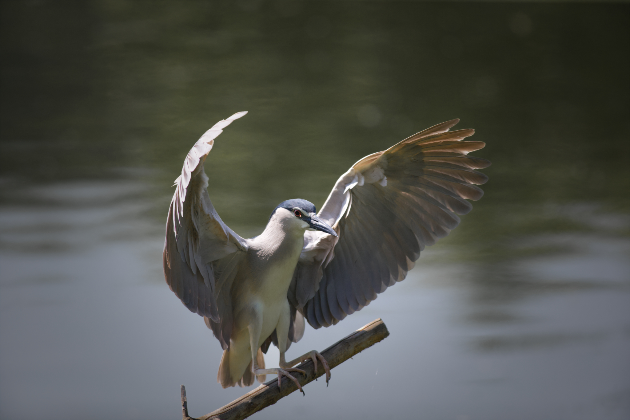 Direttore d'orchestra