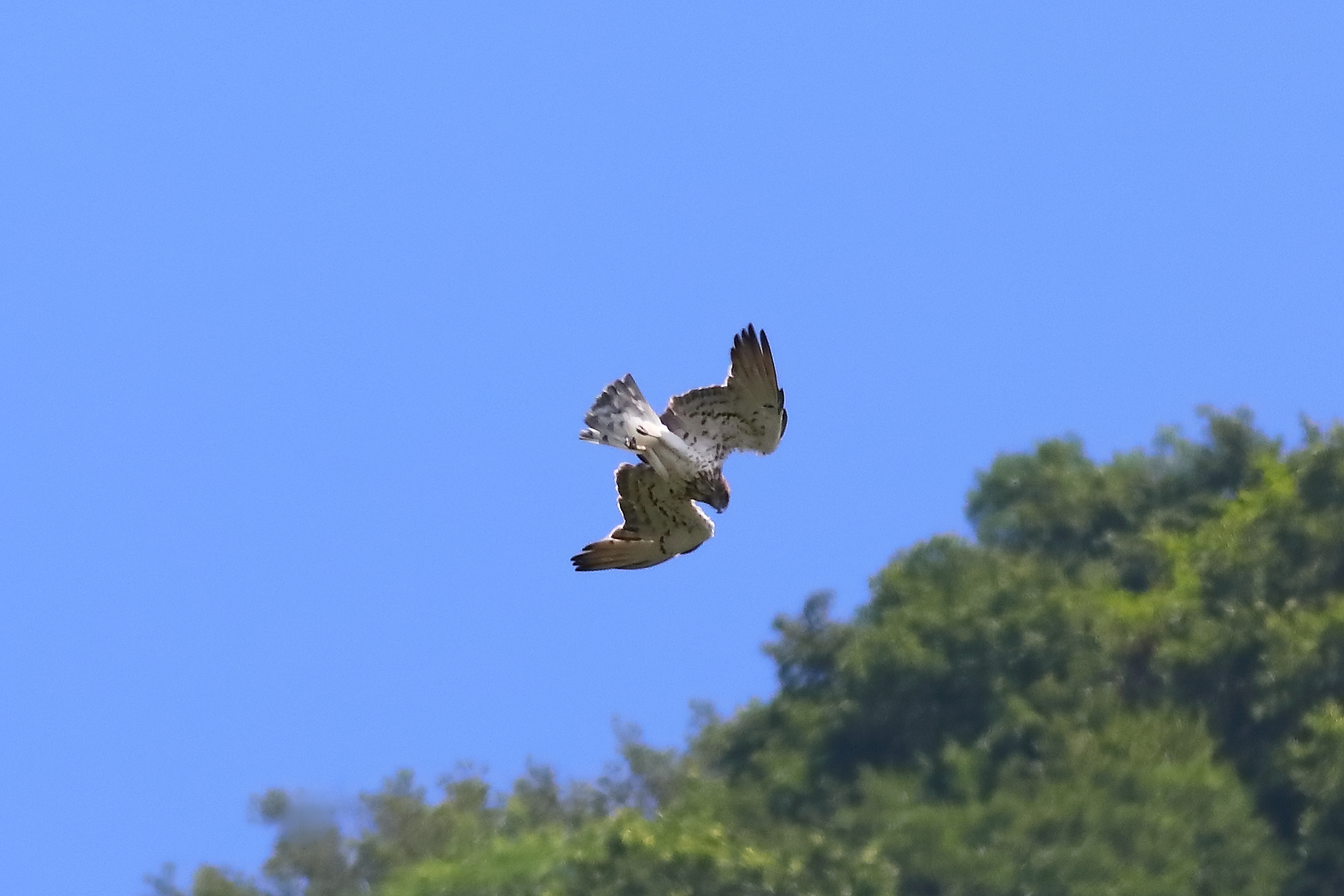 Short-toed Eagle 06-07-2023