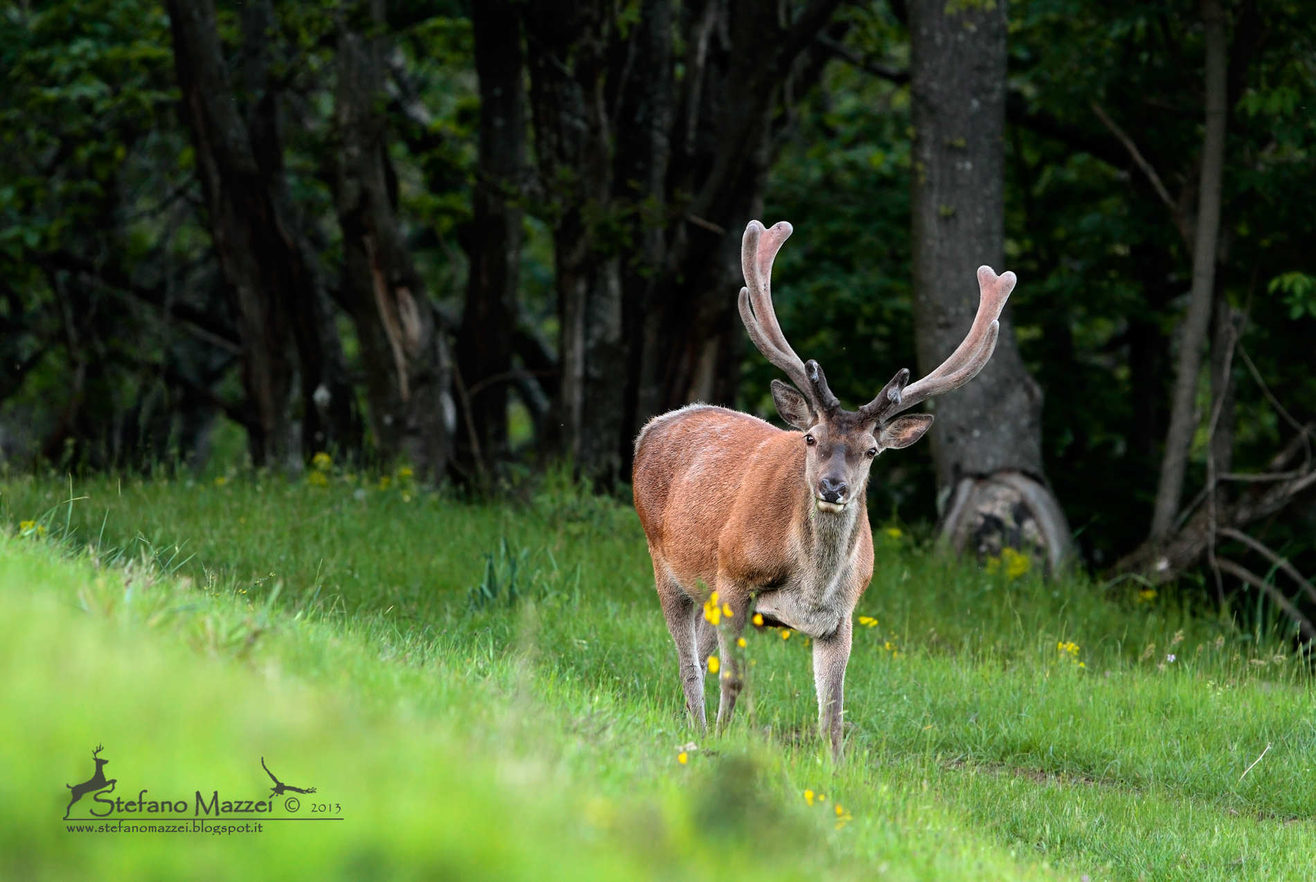 Velluto d'Appennino ...