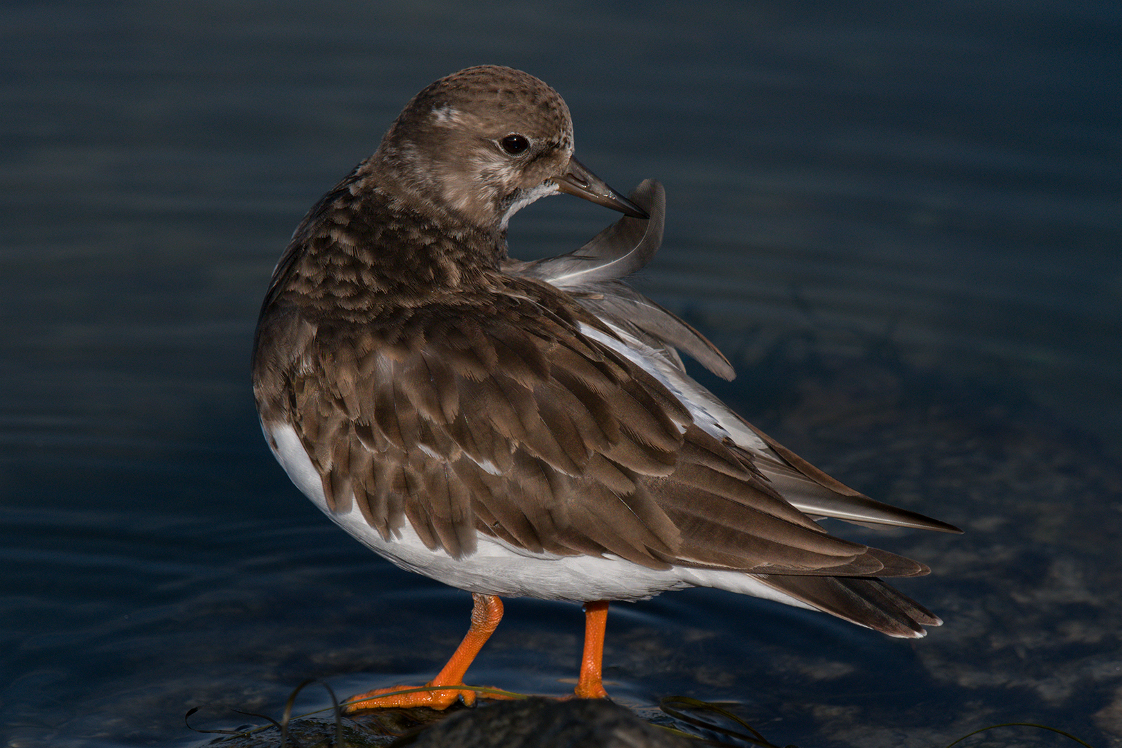 Voltapietre in cura del piumaggio