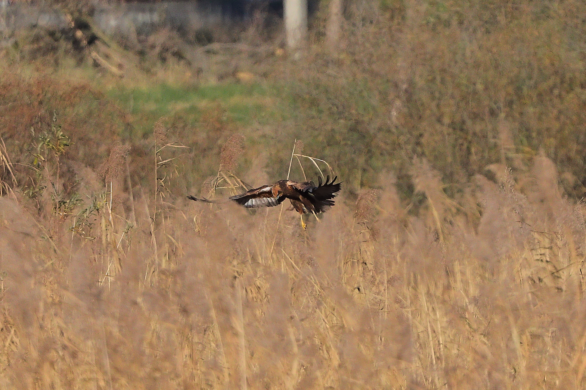 Falco di palude novembre 2023