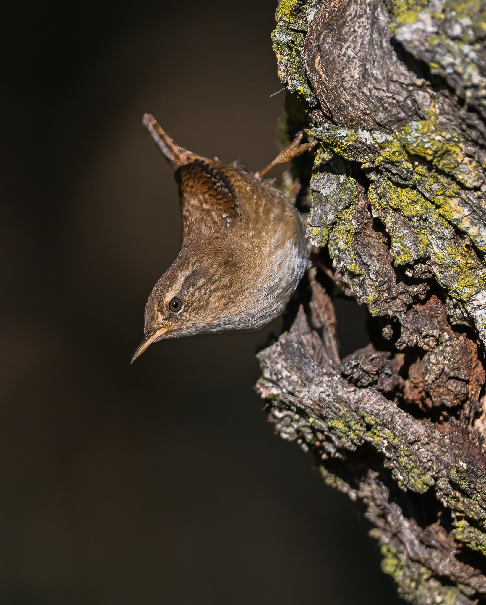 A fool with a restless disposition