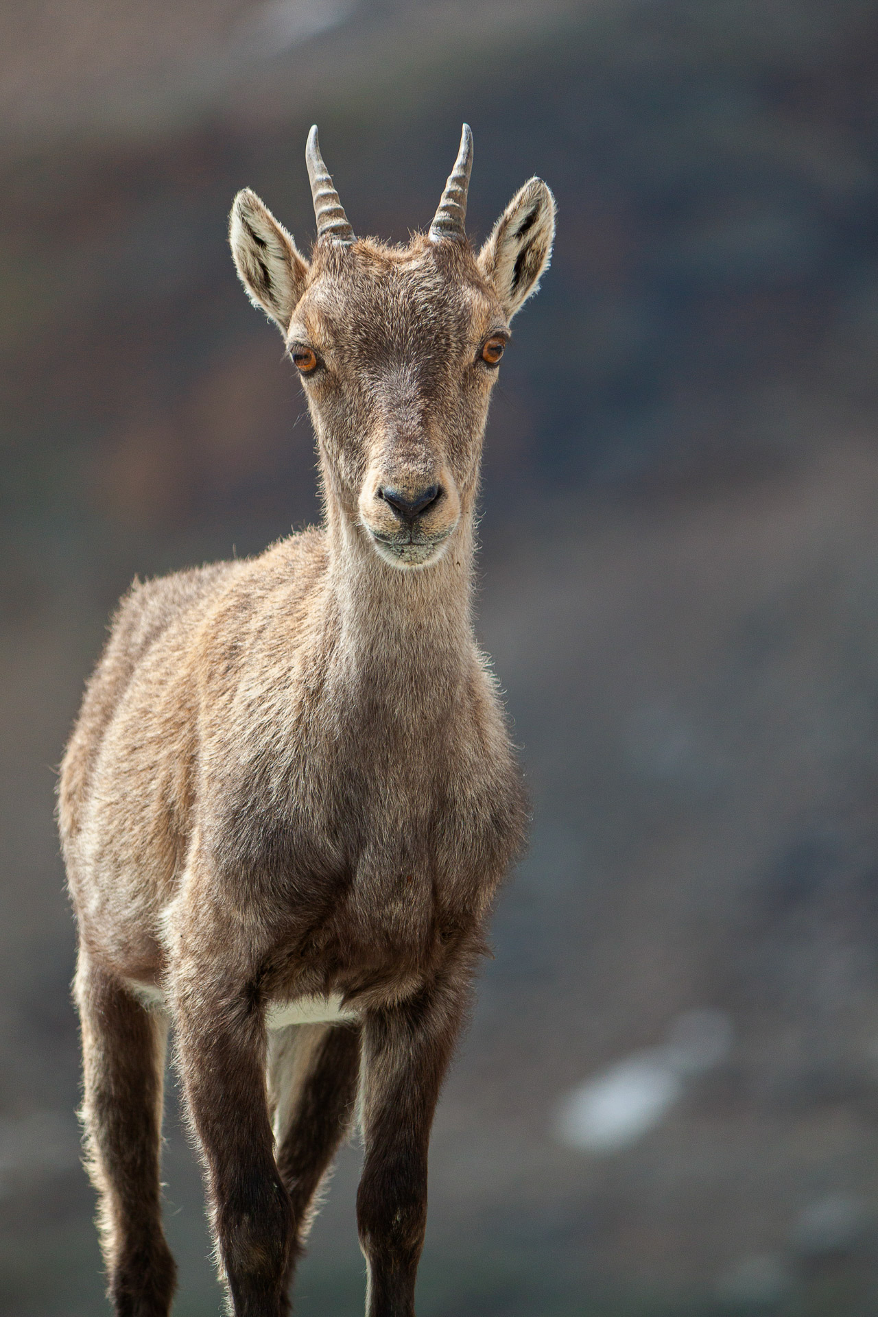 Young ibex