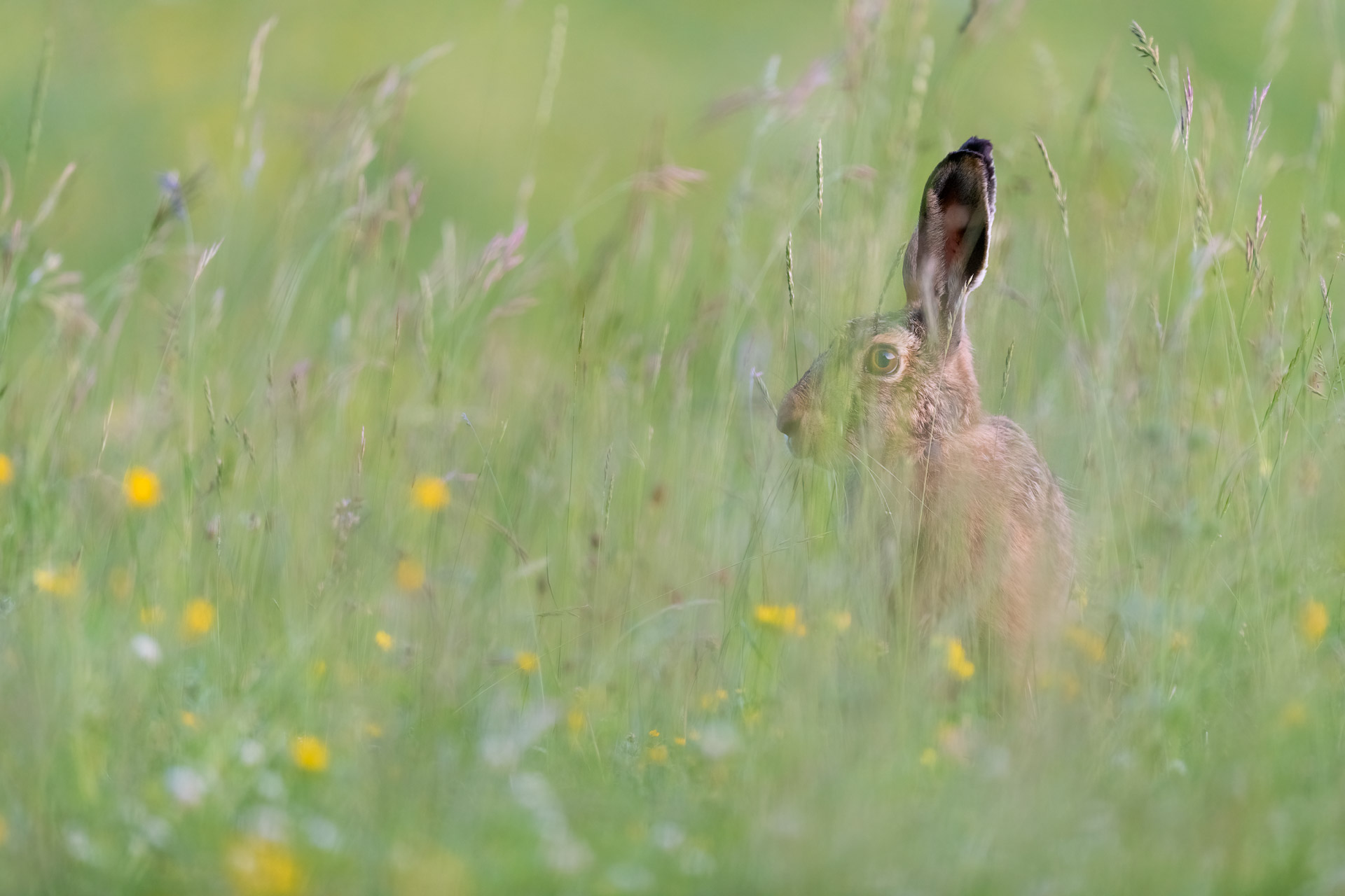 European Hare
