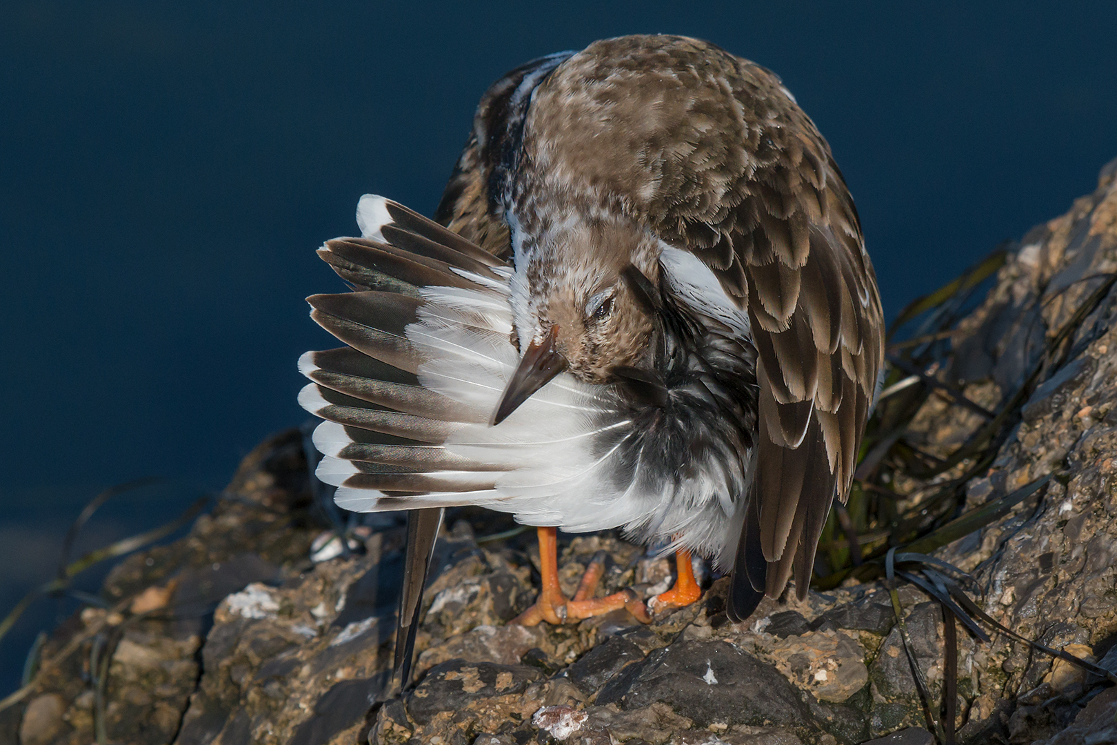 Voltapietre in cura del piumaggio