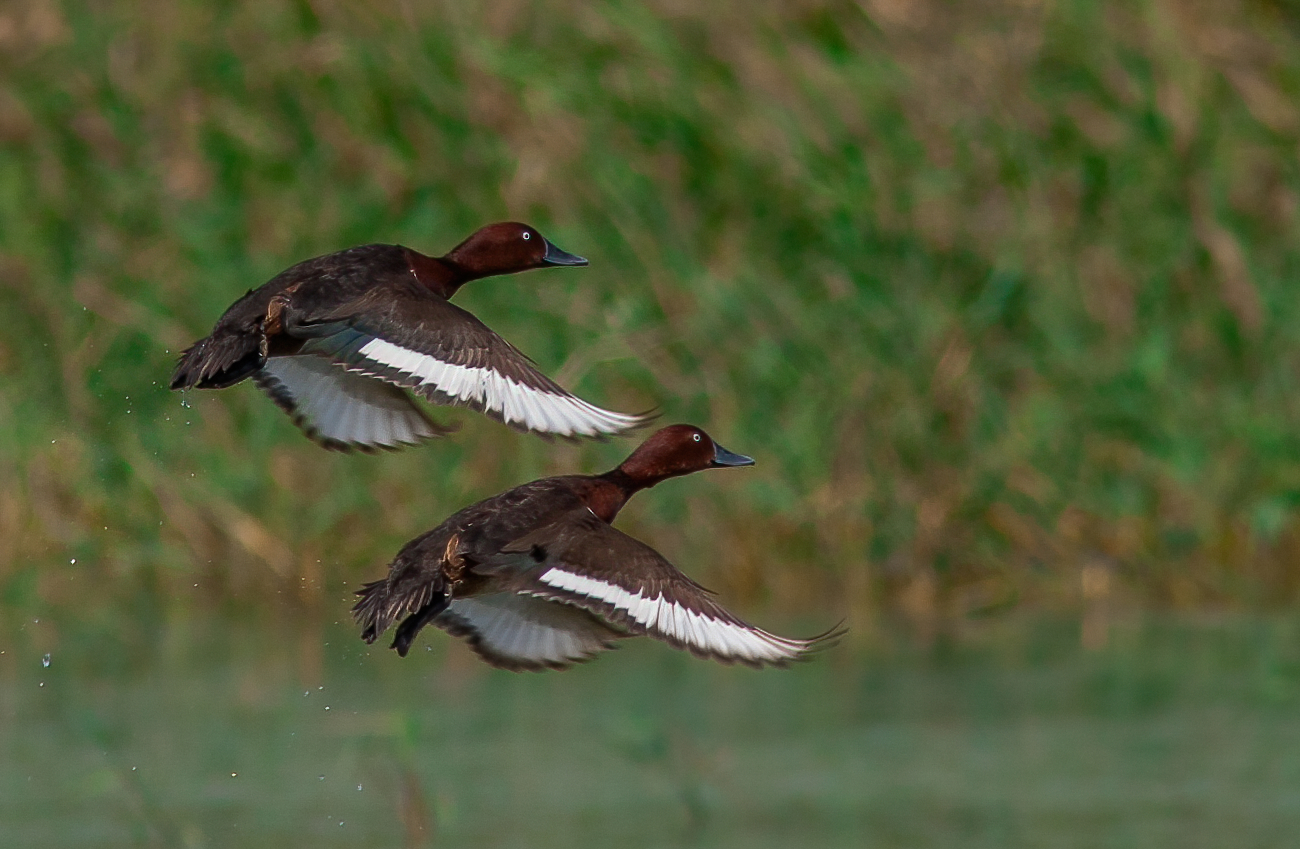 Lo stacco delle morette