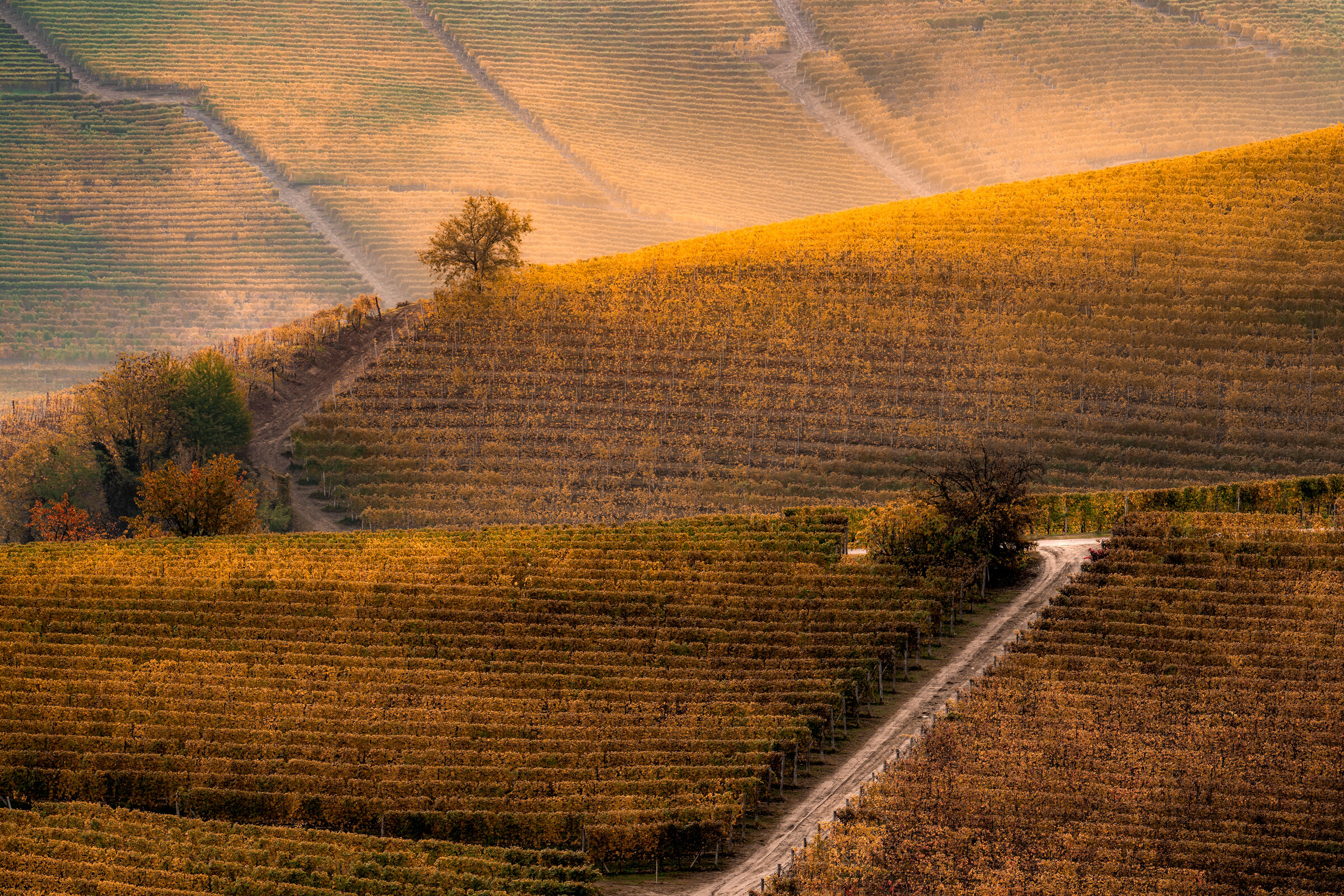 Golden vineyards